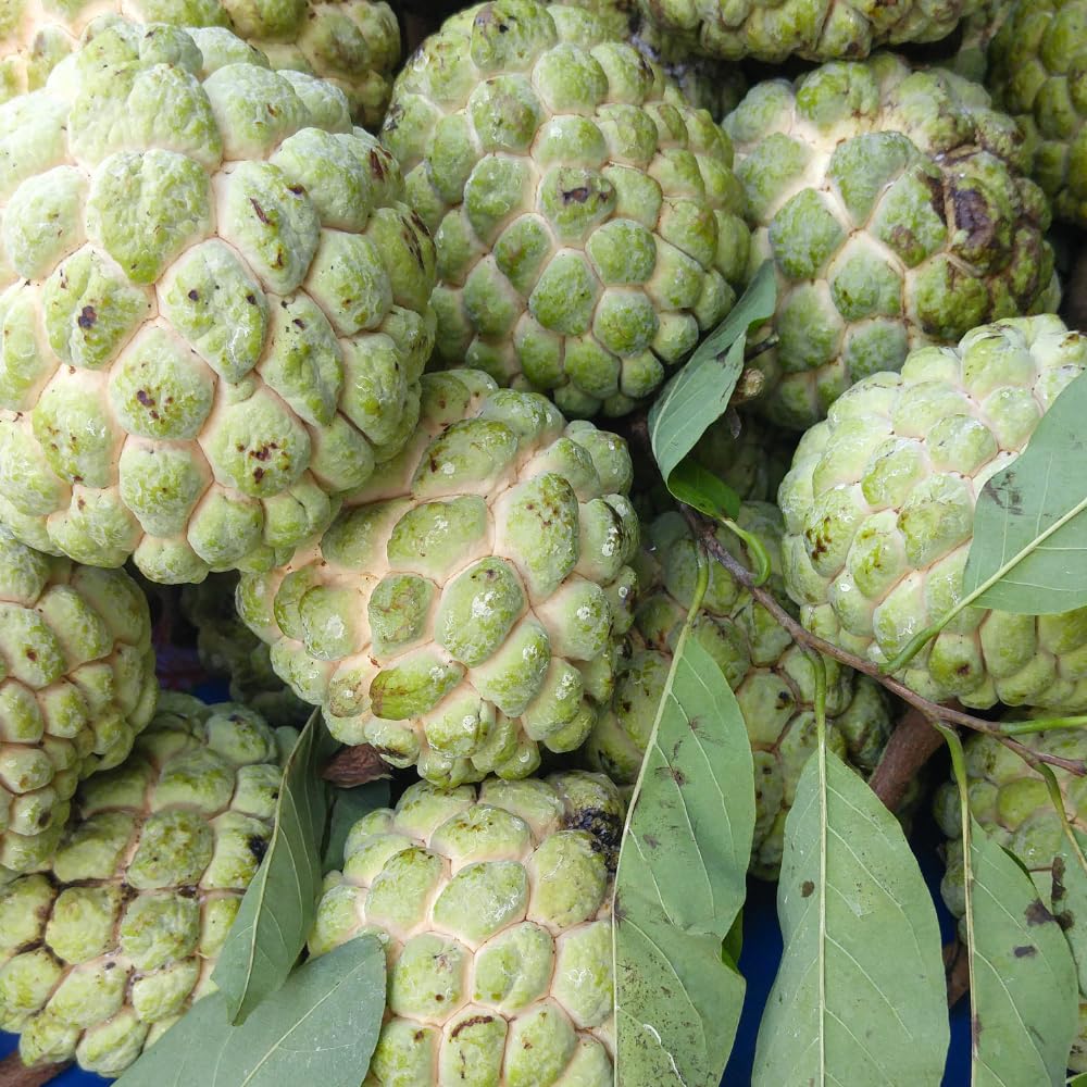 Green Sugar Apple Tree, Gallon Pot, 2-3 Ft Grafted Sugar Apple Tree Live Plant for Planting Outdoor Garden, Well Rooted, No Ship to CA