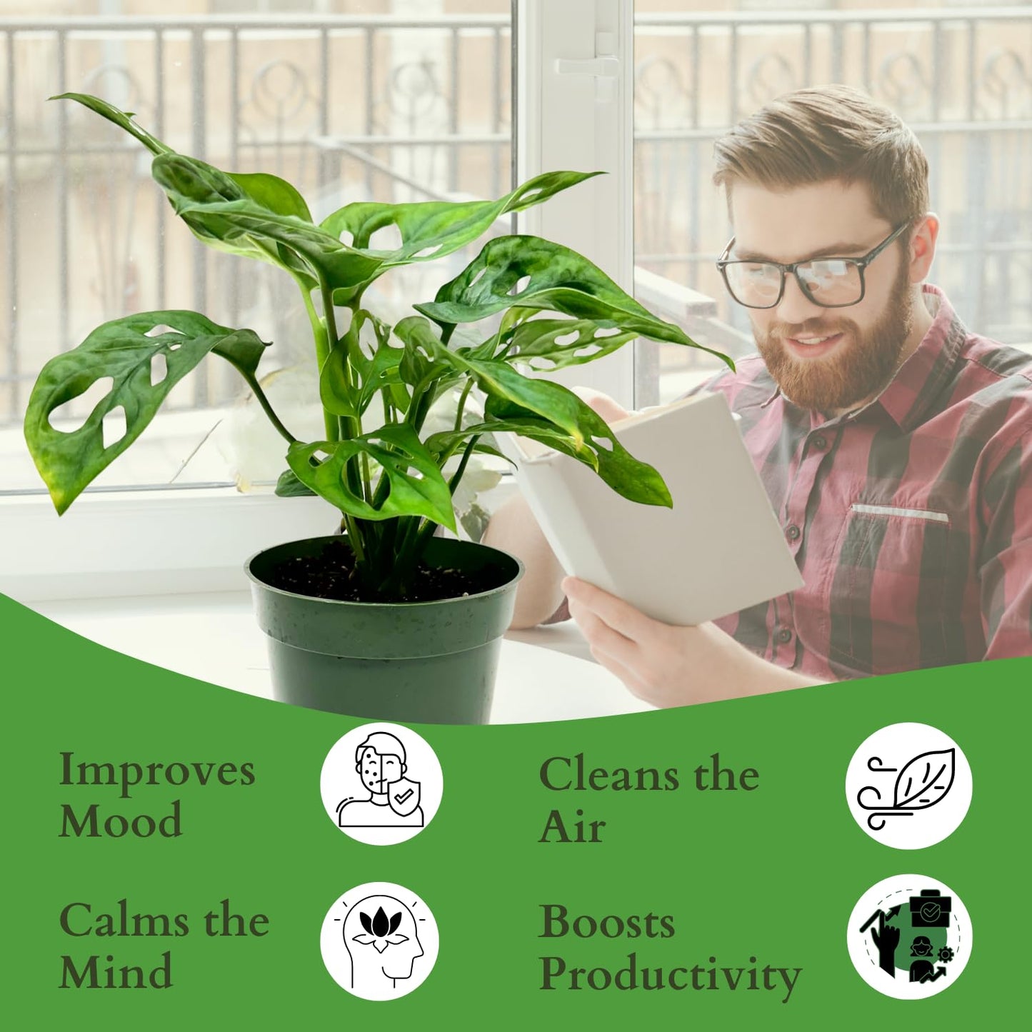 Monstera Adansonii Swiss Cheese Plant Live in 4Inch Pot - Split Leaf Fenestrated Live Indoor Houseplants for Home Office Wedding Decorations & Birthday Gift (Heat Pack Included)
