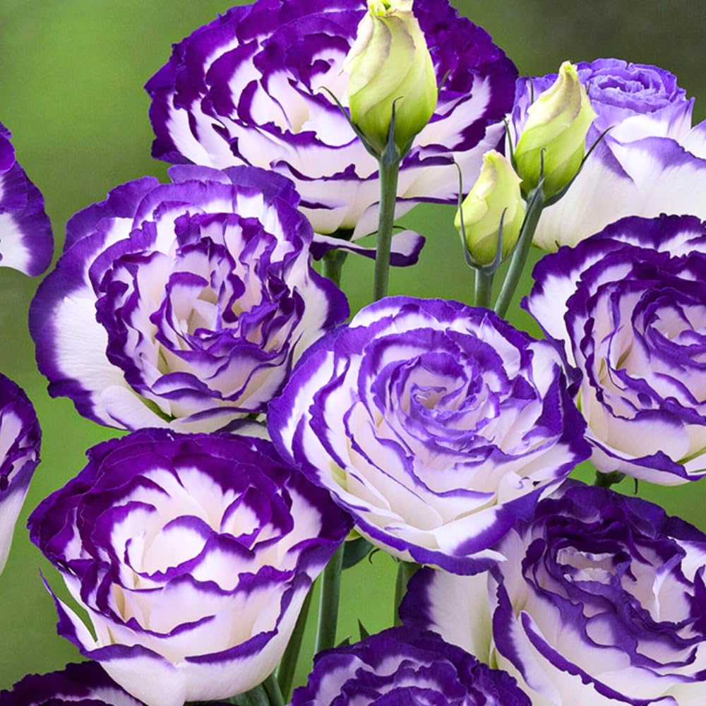 Eustoma Lisianthus Plant Live, Lisianthus Flowers Well Rooted Plug 2-3 Inch Height, Lisianthus Thornless Roses Seedling (Rare Blue Lisianthus)