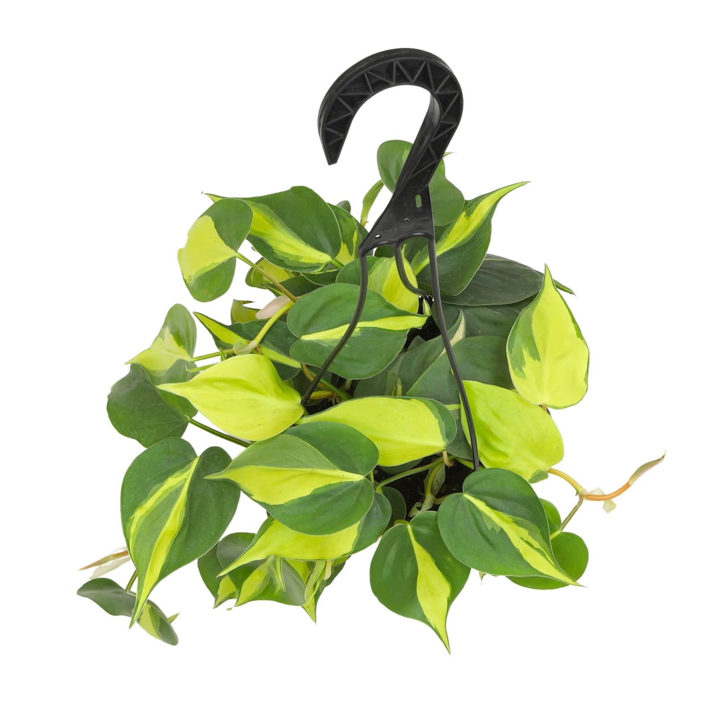 Brasil' Philodendron Plant Hanging Basket, 6" Pot, Live Philodendron Air Purifying Plants Indoor House Plants, Heart Leaf Philodendron Hanger Decor, Easy Care Real Plants by Plants for Pets