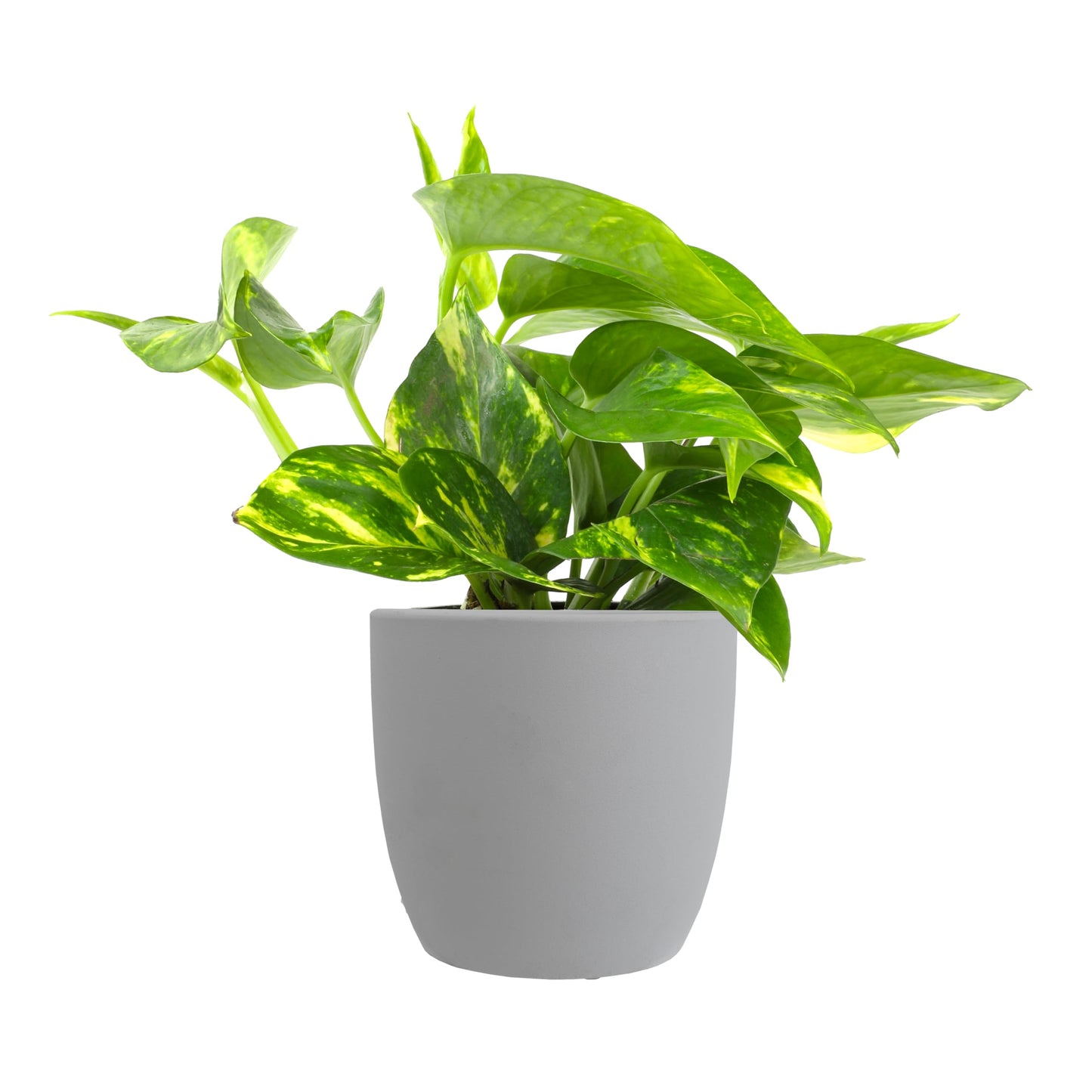 Golden Pothos Plant Decor in 4" Stone Planter, Easy Plants for Low Light Home, Variegated Pothos Live Houseplant Gift, Decorative Plants & House Plants by Plants for Pets