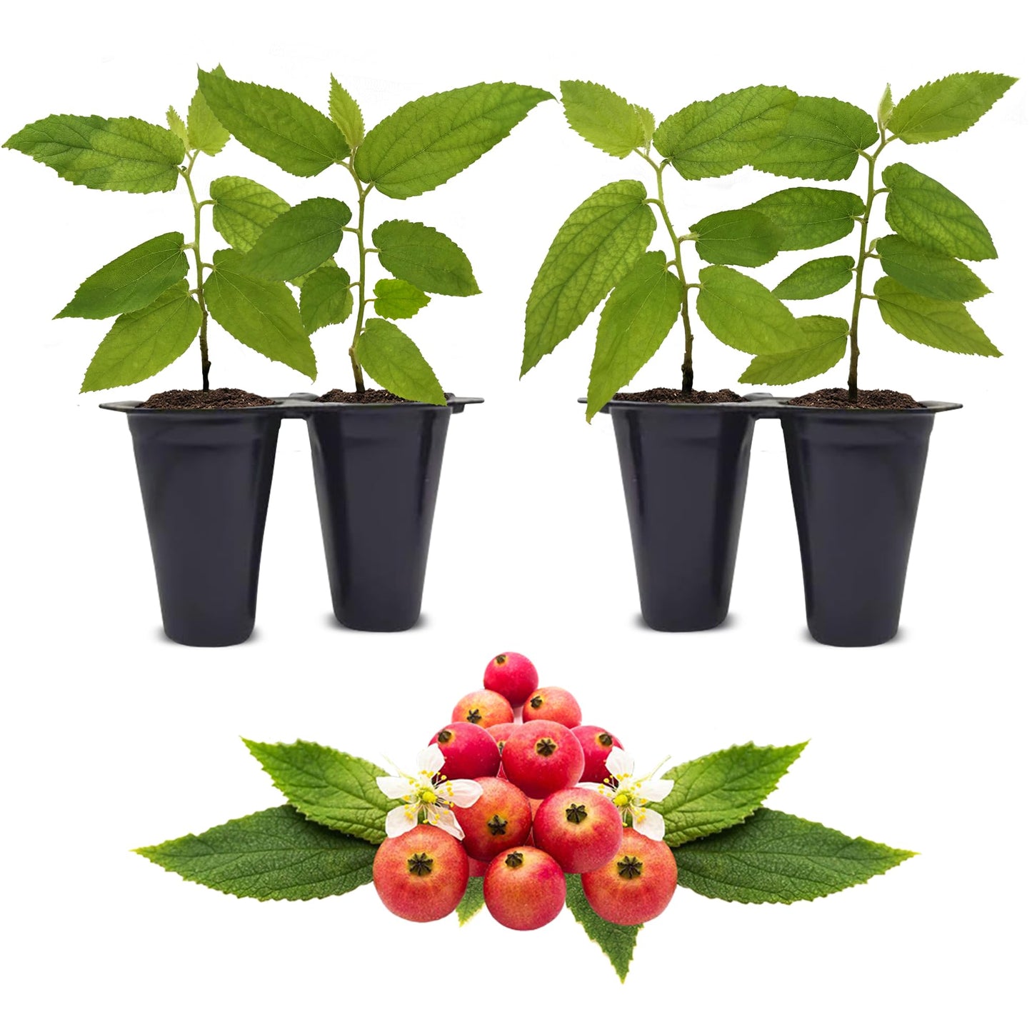 Jamaican Cherry Tree (4 Pack) Strawberry Tree | Live Plant for Sale | Easy to Grow Plants | Edible Fruit Plant for Sustainable Living | Grow Your Food on Your Edible Organic Garden