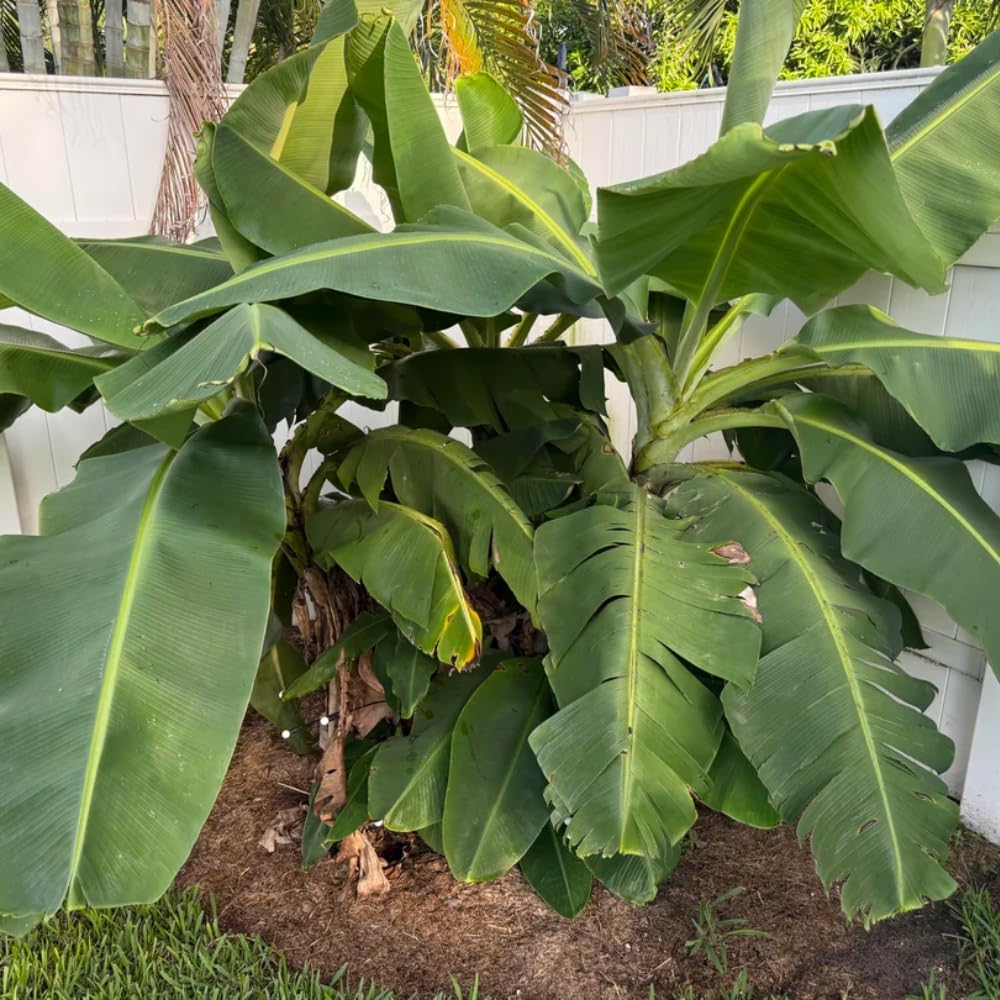 Banana Tree Live Plant, Banana Plant Live, Cold Hardy, Well-Rooted, Sweet Fruit, 4-6 Inches Tall for Outdoor Planting (Dwarf Cavendish Banana)