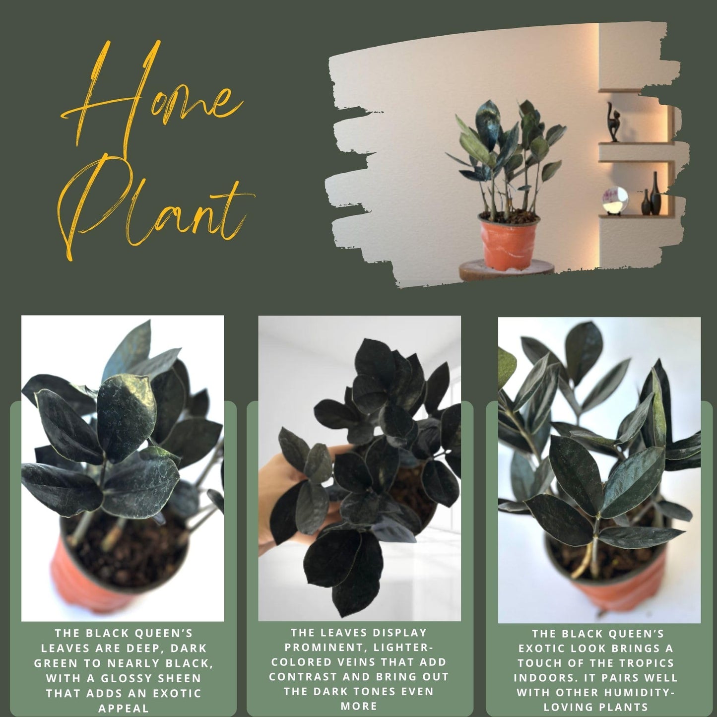Live ZZ Plant Black Queen (Zamioculcas zamiifolia) in 4'' Pot – Rare Low-Light Indoor Houseplant with Deep Purple-Black Foliage, Similar to Raven ZZ – Easy to Grow Home & Office (Heat Pack Included)