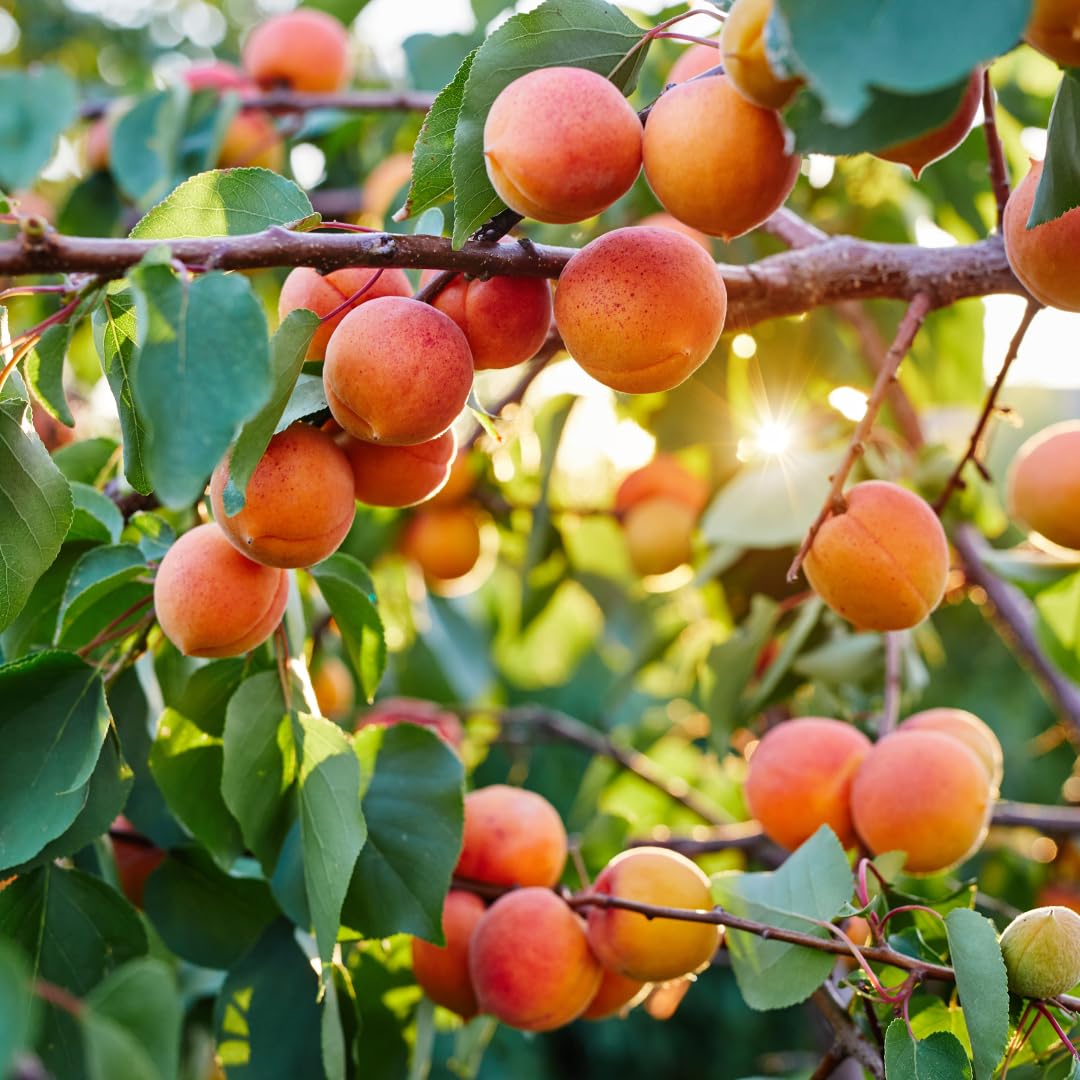 Apricot Tree Plant Live for Planting, Edible Fruit Tree, 2–3 Feet Tall in 3 Gallon Pot, Ready for Outdoor Garden, No Ship to CA