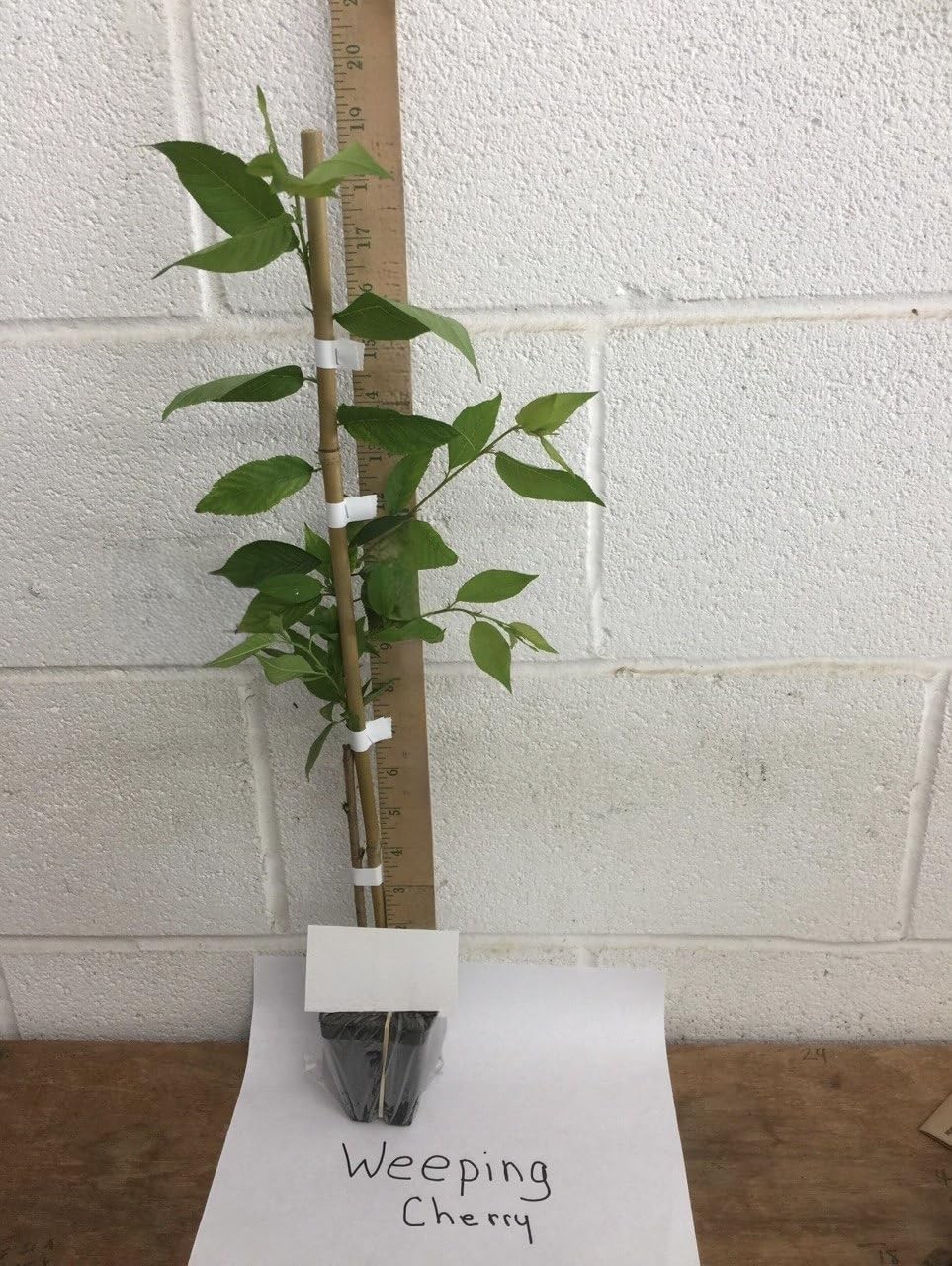 Weeping Cherry Blossom Tree, 4-10 Inch Tall in 2.5 Pot, Live Plant, Dwarf Cherry Flower