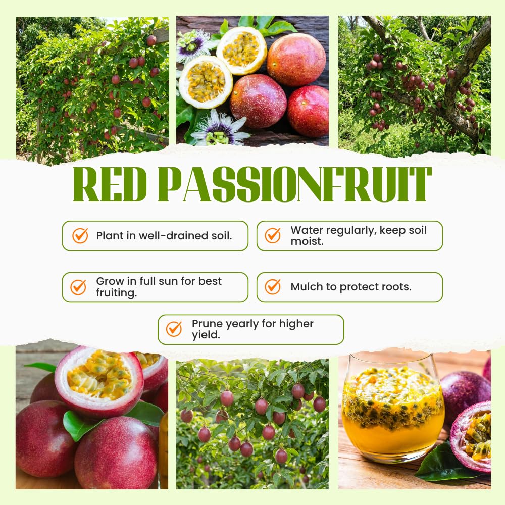 Passion Fruit Plant Live 4-7 Inch, Passionfruit Vine for Outdoor Garden, Tropical Climbing Vine for Trellis, Fence or Backyard Growing (Red Passionfruit)