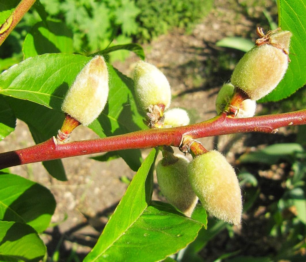 TomorrowSeeds - Nemaguard Peach Tree Seeds - 15+ Count - for 2026 Planting Prunus Persica Peaches Rootstock Nectarine Root Hardy Grafting Fruit Perennial Trees Pink Blossoms Grow Your Own Home Farm