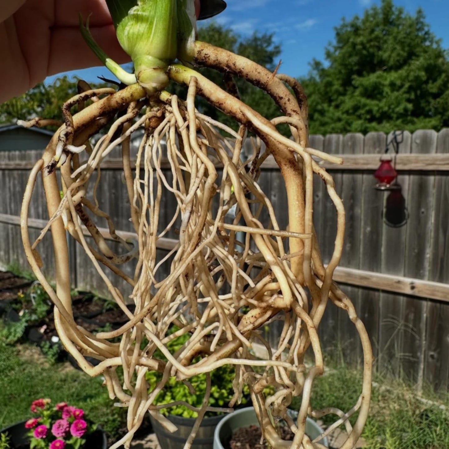 Rare Monstera Constellation Plant Live, Variegated Monstera Constellation Plant, 4–6 Inch Height, Philodendron Indoor Houseplant