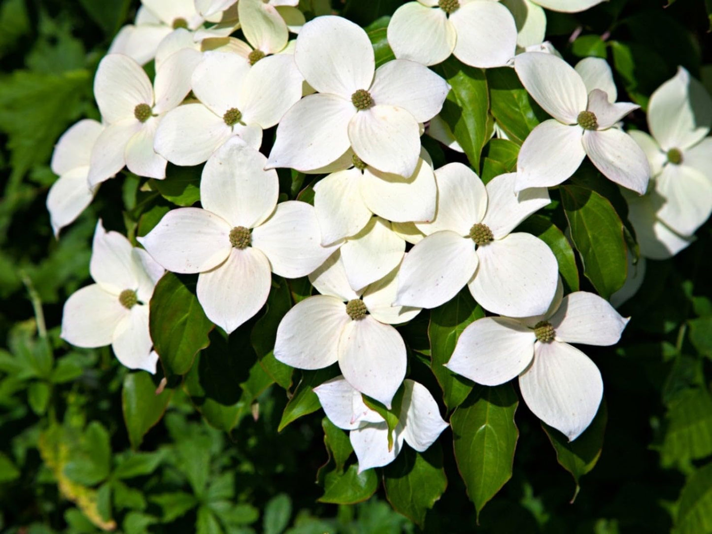 10 Kousa Dogwood Trees - 12-24" Tall Live Plants - White Ornamental Japanese Flowering Trees - Cornus kousa - (10 Pack)