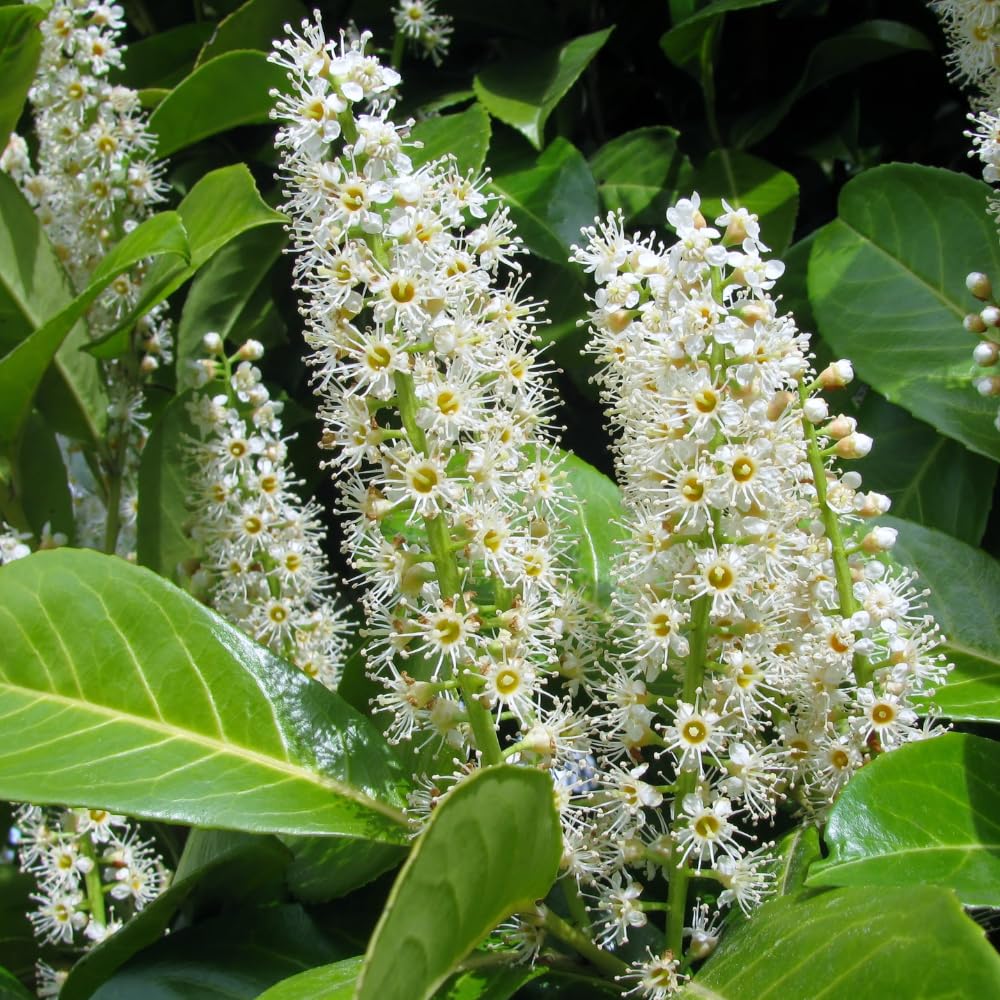 2 Skip Laurel Shrubs Live Plant, 2.5 Inch Pot Schip Laurel Plant, Fast-Growing, Easy to Grow Evergreen Shrubs for Privacy Hedge, Landscape & Garden Borders