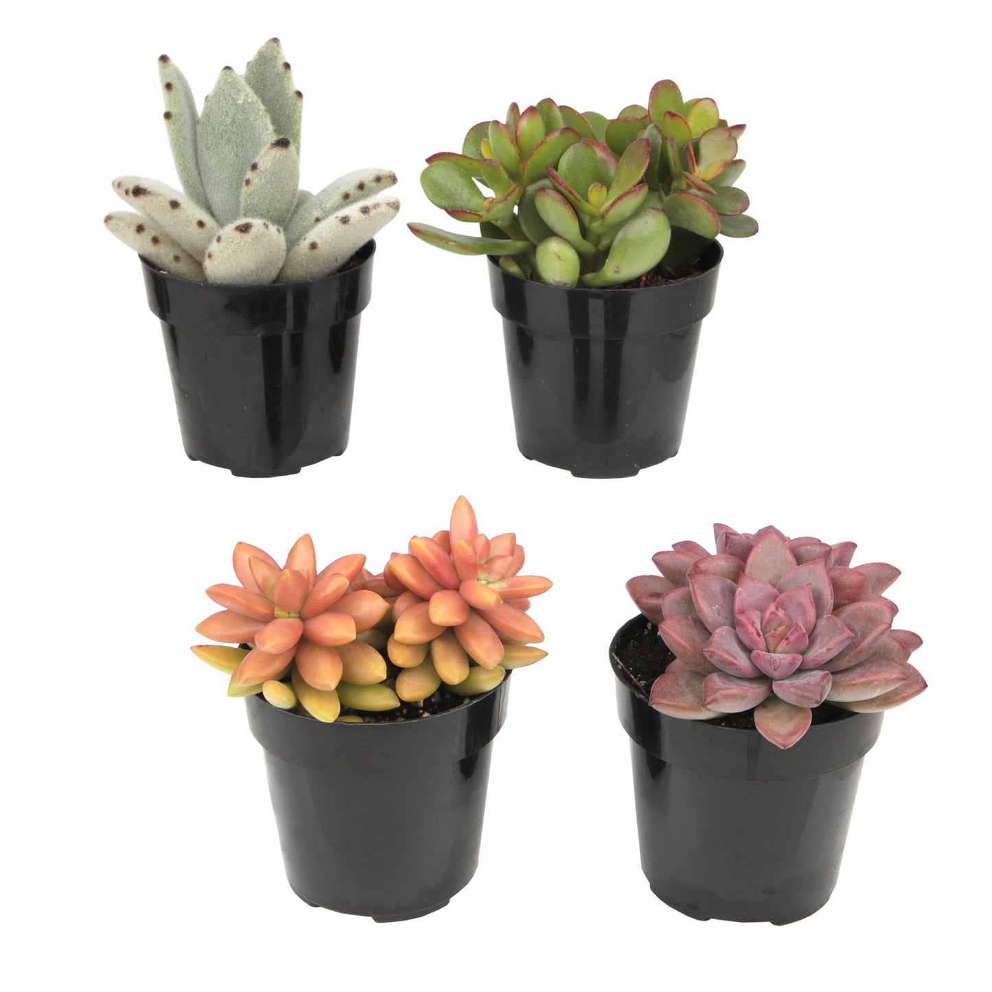 Altman Plants, Live Succulents Plants Live Houseplants (4PK), Succulent Plant Lover Gifts, Live Indoor Plants in Potting Soil, Live Plants Indoor Cactus Plants Live Succulent Plants Live House Plants