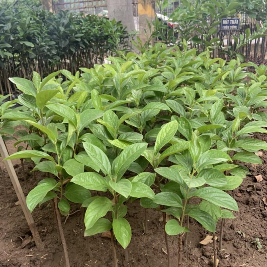 Very Hardy Persimmon Tree Live Plant, Cold Hardy and Sweet American Persimmon, 1 Year Old 6-12" Plant