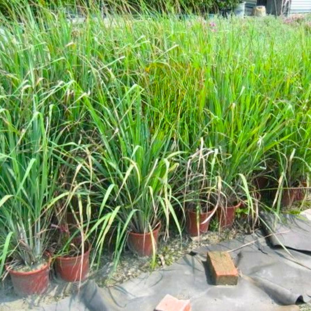 2 Lemon Grass Live Plants, Lemongrass Plant Pot 4'', 10 Inches Tall