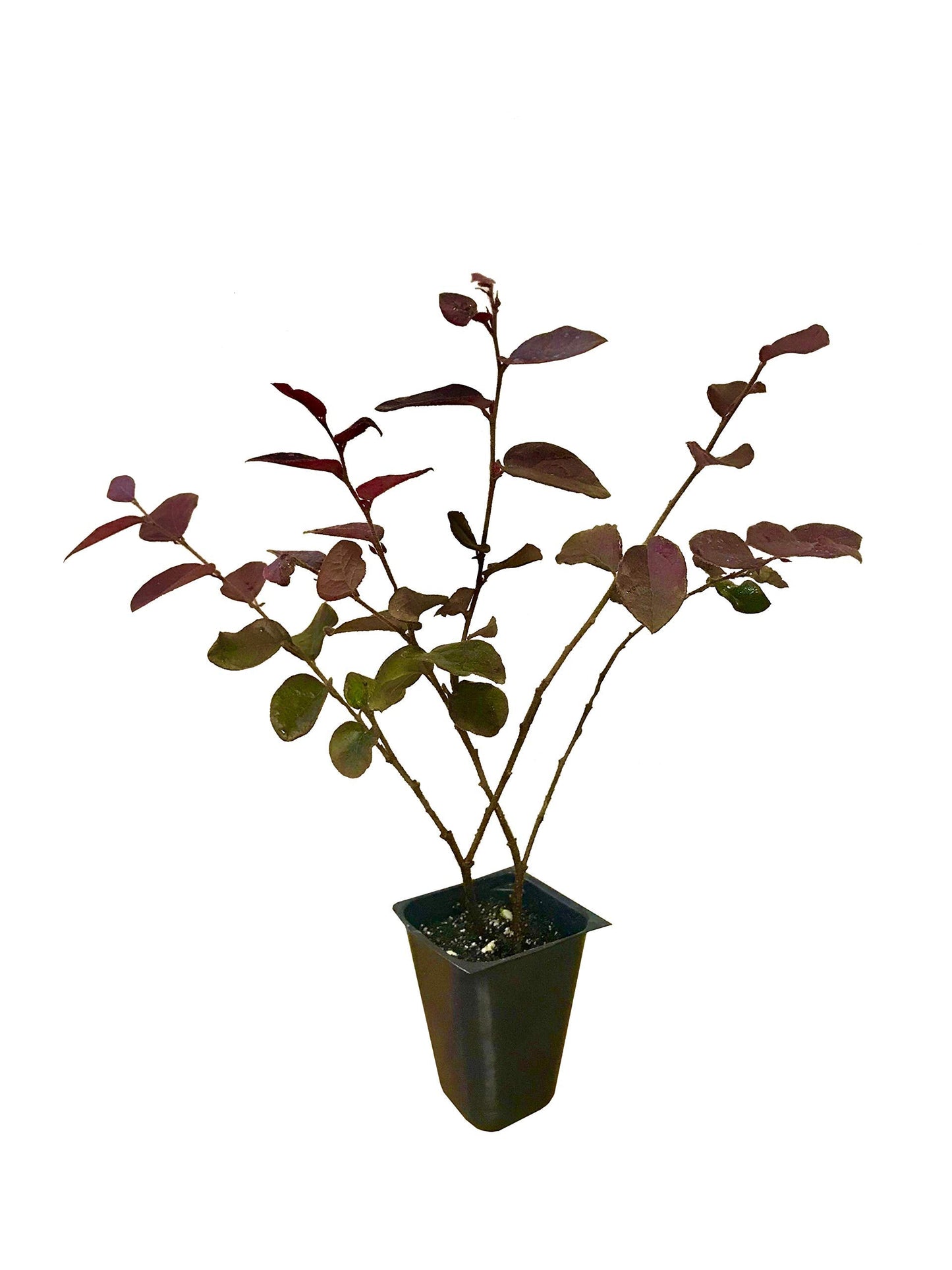 Loropetalum Plum Delight | 60 Live Plants | Loropetalum chinense VAR. rubrum | Evergreen Shrub for Landscaping | Purple Foliage Accent Plants for Gardens