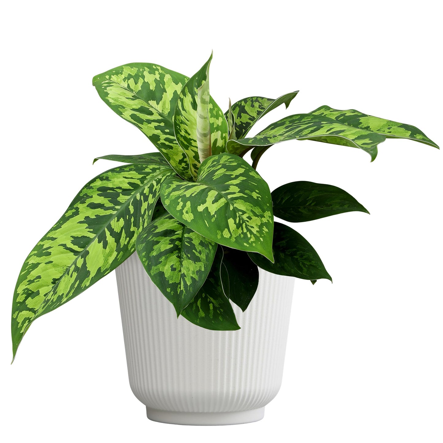 Homalomena Wallisii Camouflage, Live Houseplant Decor in 6" White Pot, Easy Gift, Variegated Houseplants, Desk & Office Plants, Decorative Plants by Plants for Pets