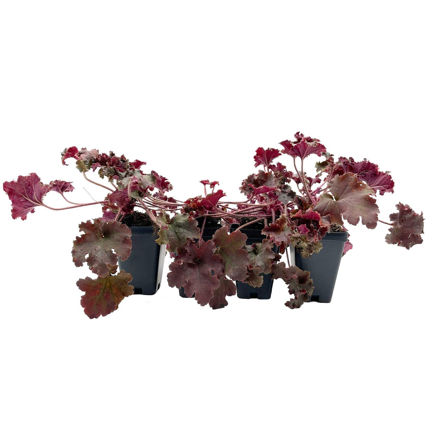 4 Dark Storm Coral Bells – Near Black Evergreen Shade Perennial with Glossy, Compact Ruffled Foliage for Borders & Containers (Heuchera ‘Dark Storm’) in 3.5” Cubes, Live Plants