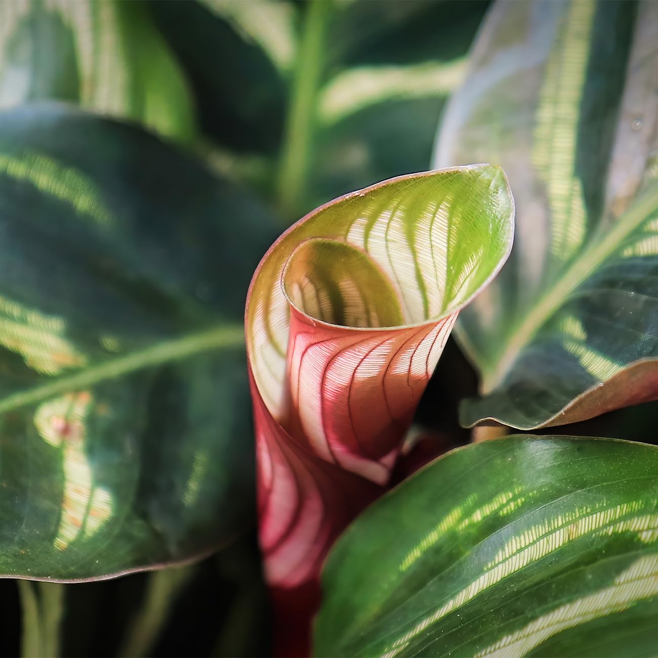 PERFECT PLANTS Peacock Calathea in a 6in. Midnight Blue Decor Pot | Beautiful Indoor Prayer Plant Variety | Unique Easy Care Houseplant