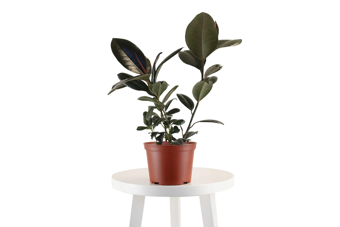 Leaf & Linen 6" Grow Pot, Live Indoor/Outdoor-Air Houseplant and Office Décor | Bright Light Collection, 6 INCH, Rubber Tree-Ficus Burgundy