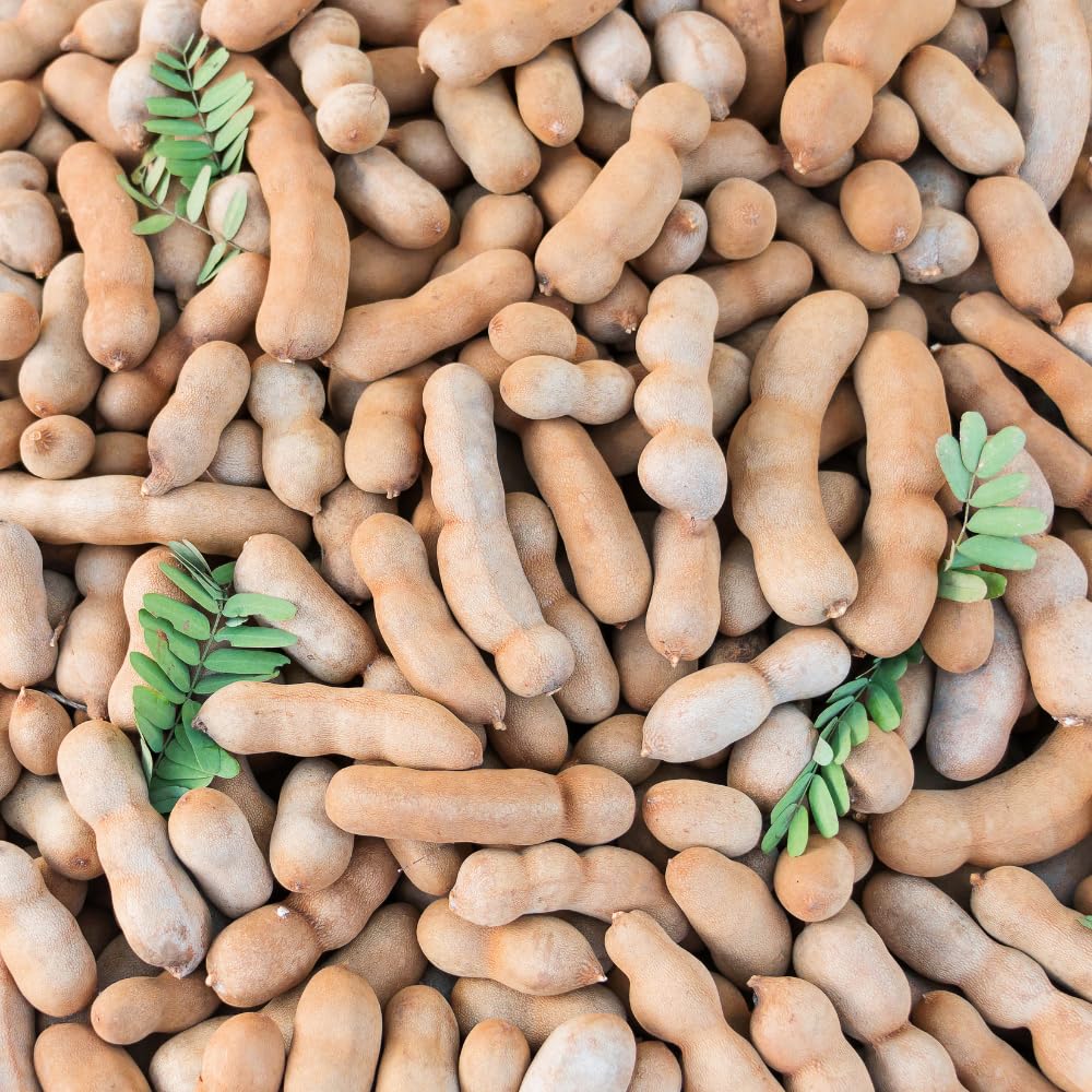 2 Pots Tamarind Plants in 4 Inch Pot, 6-10 Inches Tall Tamarind Tree Live Plant, Tropical Fruit Plants for Outdoor Growing