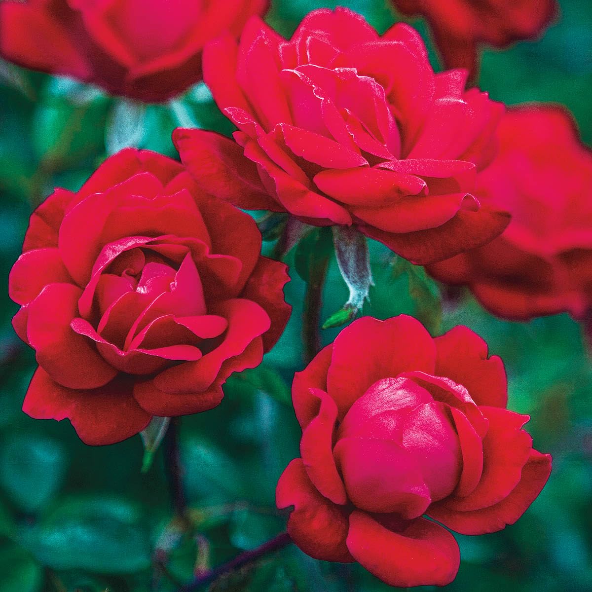 GARDENS ALIVE! - Red Double Flowering Knock Out Rose Bush Dormant Bare Root Starter Plant, One Plant per Offer - Grown on its own Root Stock