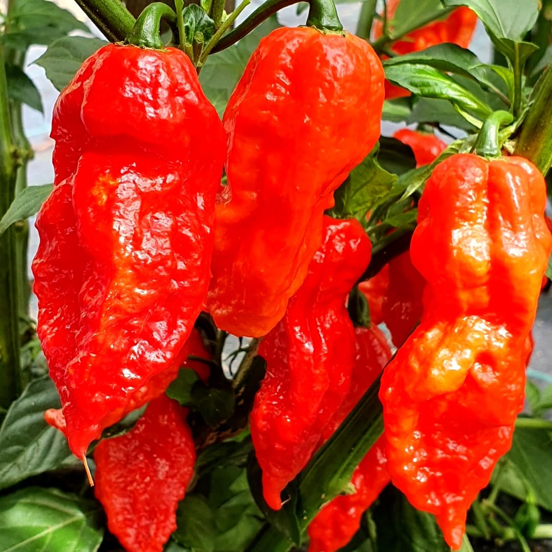 Bhut Jolokia Chile Ghost Pepper Plant Live in 2.5 Inch Pot for Planting Outdoor