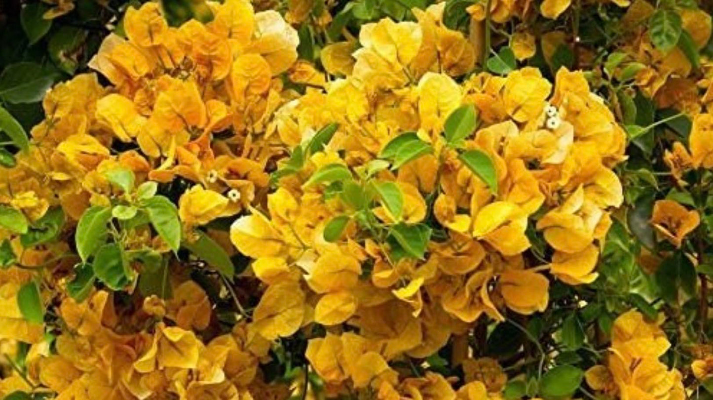 Yellow Bougainvillea Live Plants - 2 (Two) California Gold Bougainvillea 4 to 6 Inches Starter Plants - Live Bougainvillea Plants - Live Flower Plants
