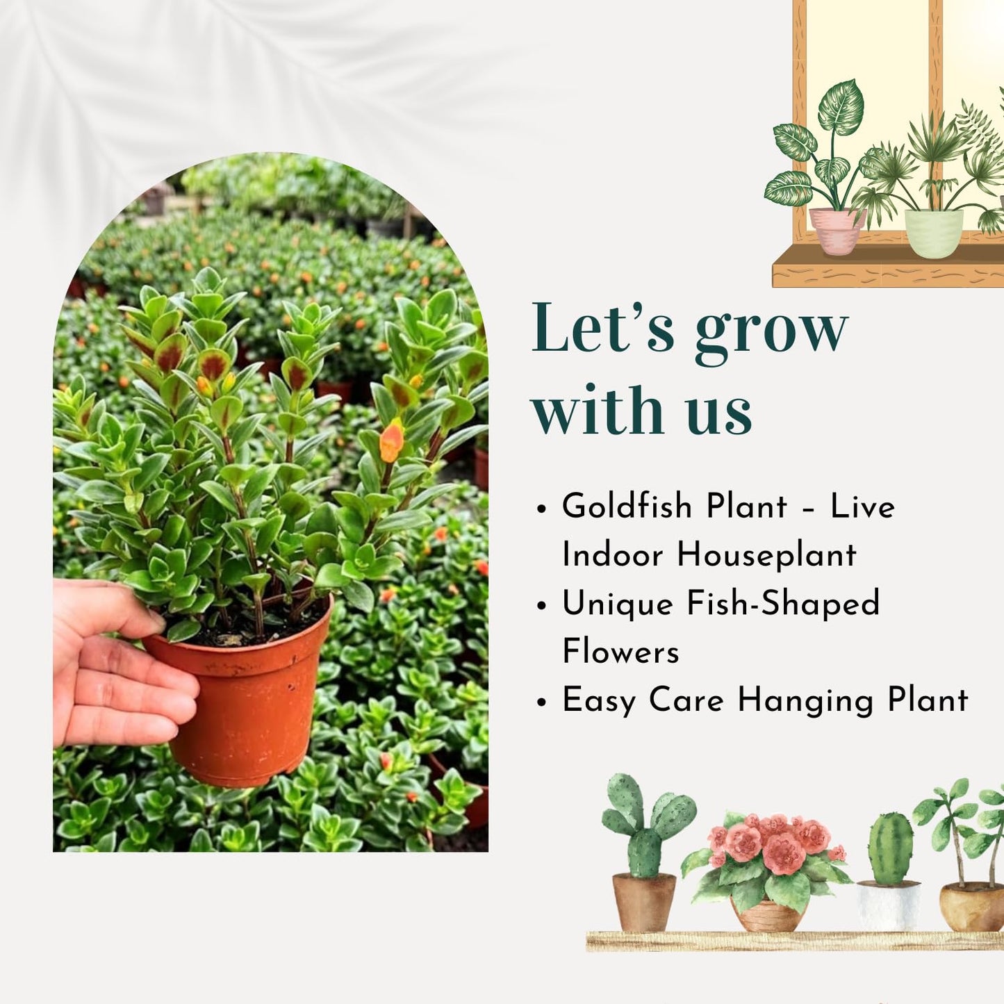 Trailing Goldfish Plant Live in 4" Pot, Tropical Houseplant for Hanging Baskets, Indoor Live Plant with Bright Blooms