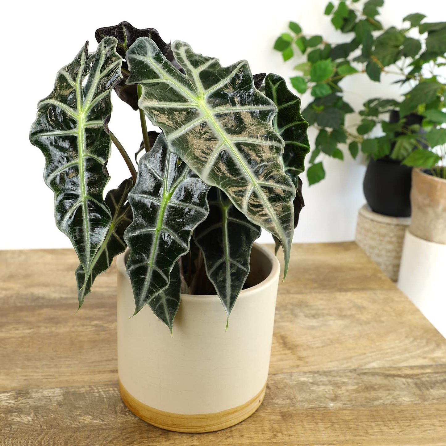 Alocasia Amazonica Polly Elephant Ear Plant in 6" Pot, Office Desk Decor, Easy Care Houseplant for Home or Office, Popular Decorative Houseplants by Plants for Pets