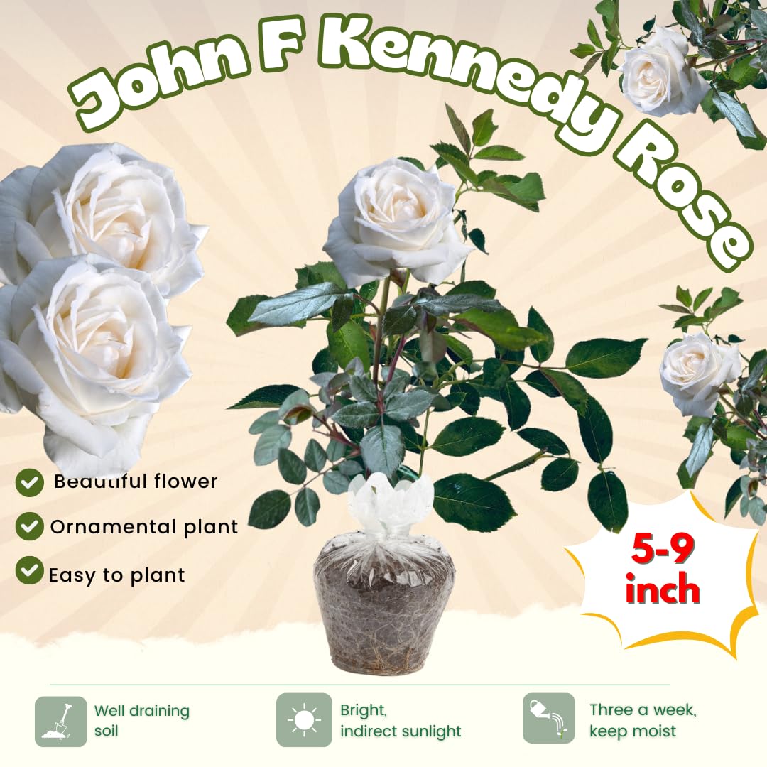 Rose Plant Live, Fragrant Heirloom Flower Bush, 5-10 Inch Tall, Grows as Climbing or Shrub for Outdoor Garden, No Pot (White Rose)
