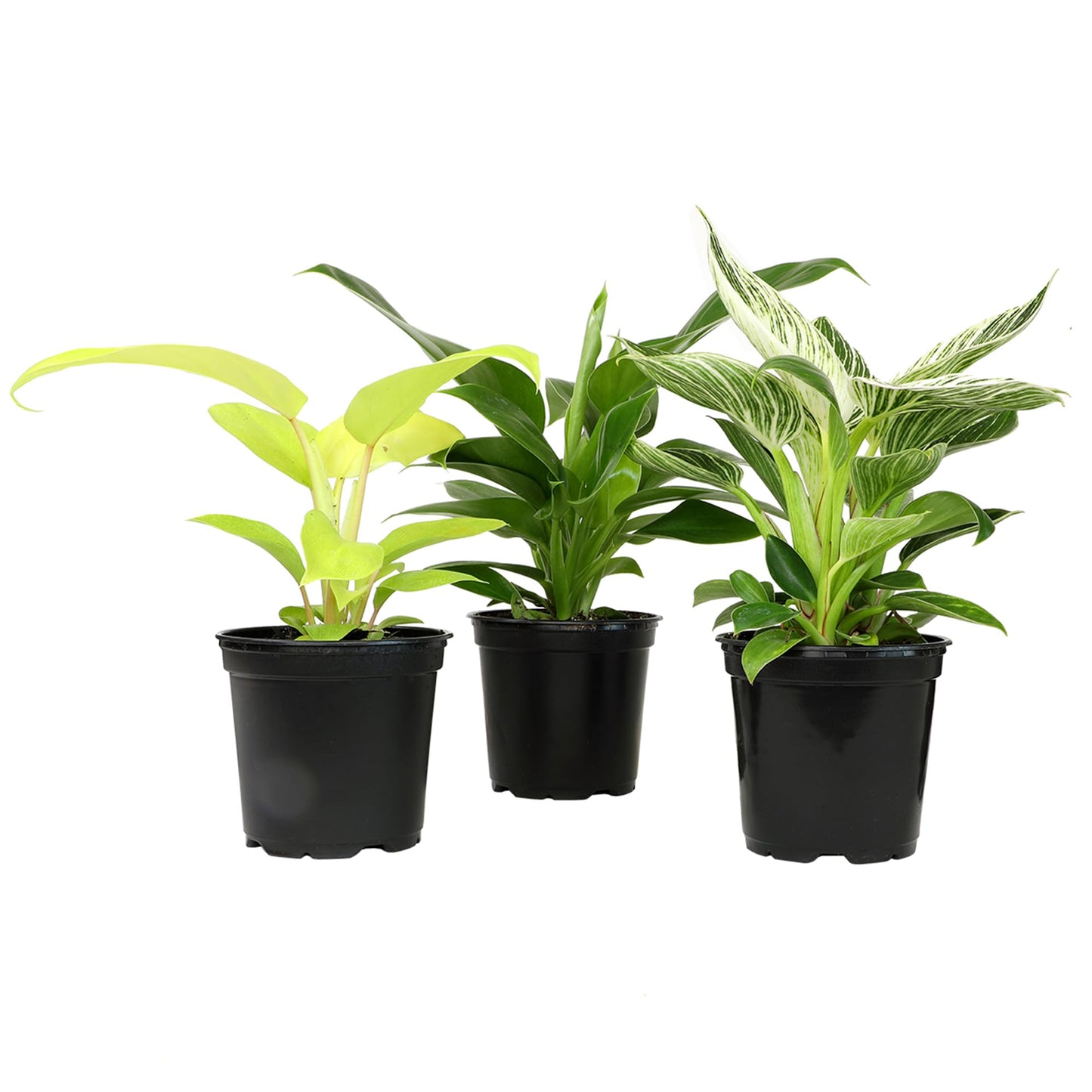 Live Philodendron Houseplants (3PK) Indoor Houseplant Philodendrons Mix Pack, Real Plant Box, Rotating Assortment