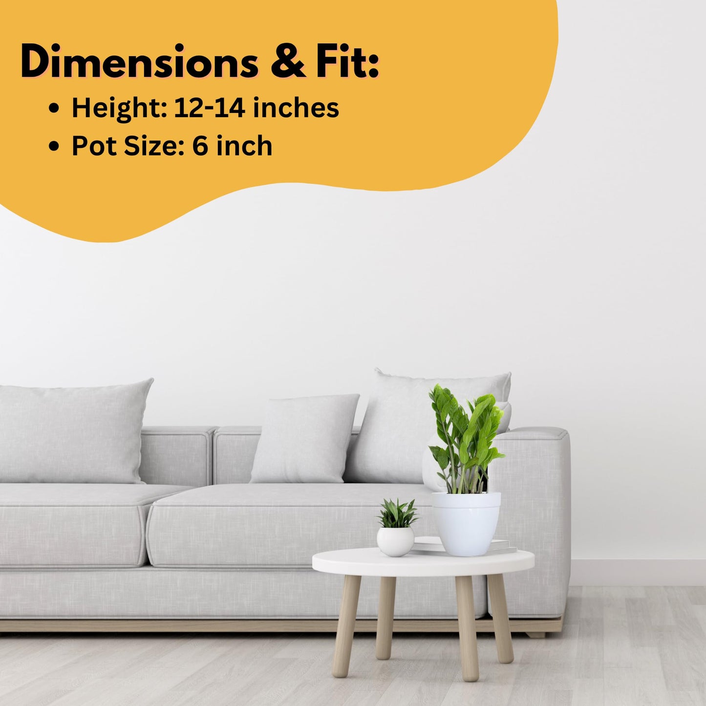 United Nursery ZZ Plant Live 10–14 inches Tall in 6 inch Plant Pot, Easy Care Low Light Indoor House Plant for Home and Office Decor