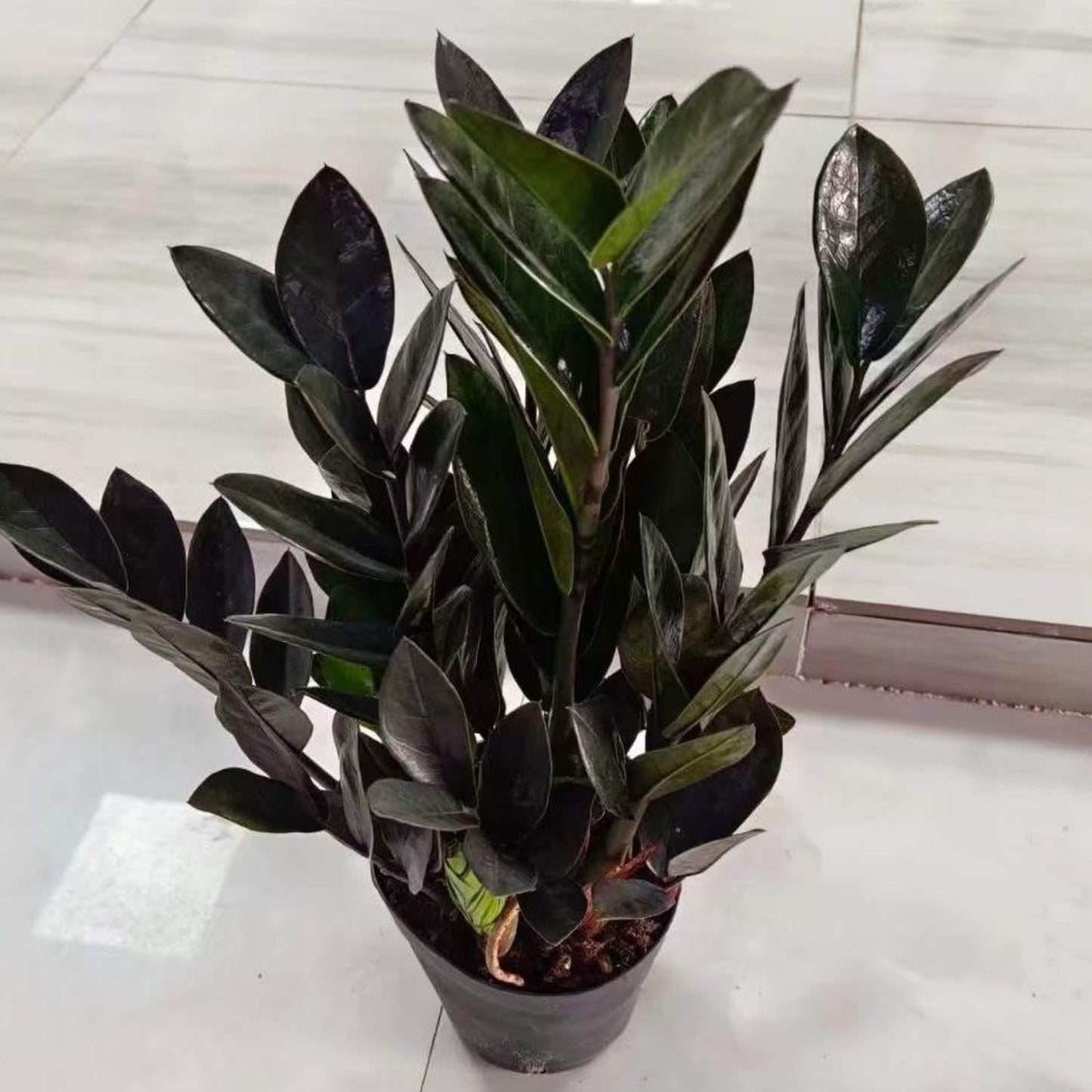Live Black ZZ Plants, Black ZZ Plant Live Houseplants for Planting Indoor 3 Inch Pot
