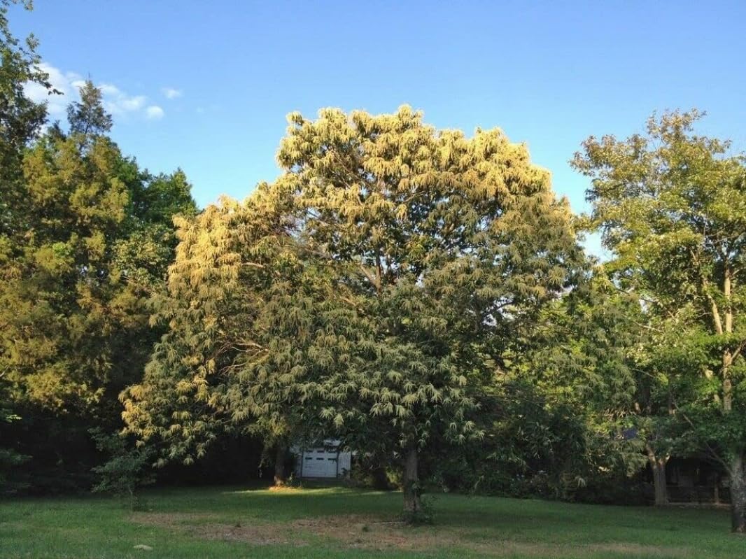 Chinese Chestnut Tree - 10-16" Tall Live Plant - Quart Pot - Fast-Growing Nut Seedling - Castanea mollissima