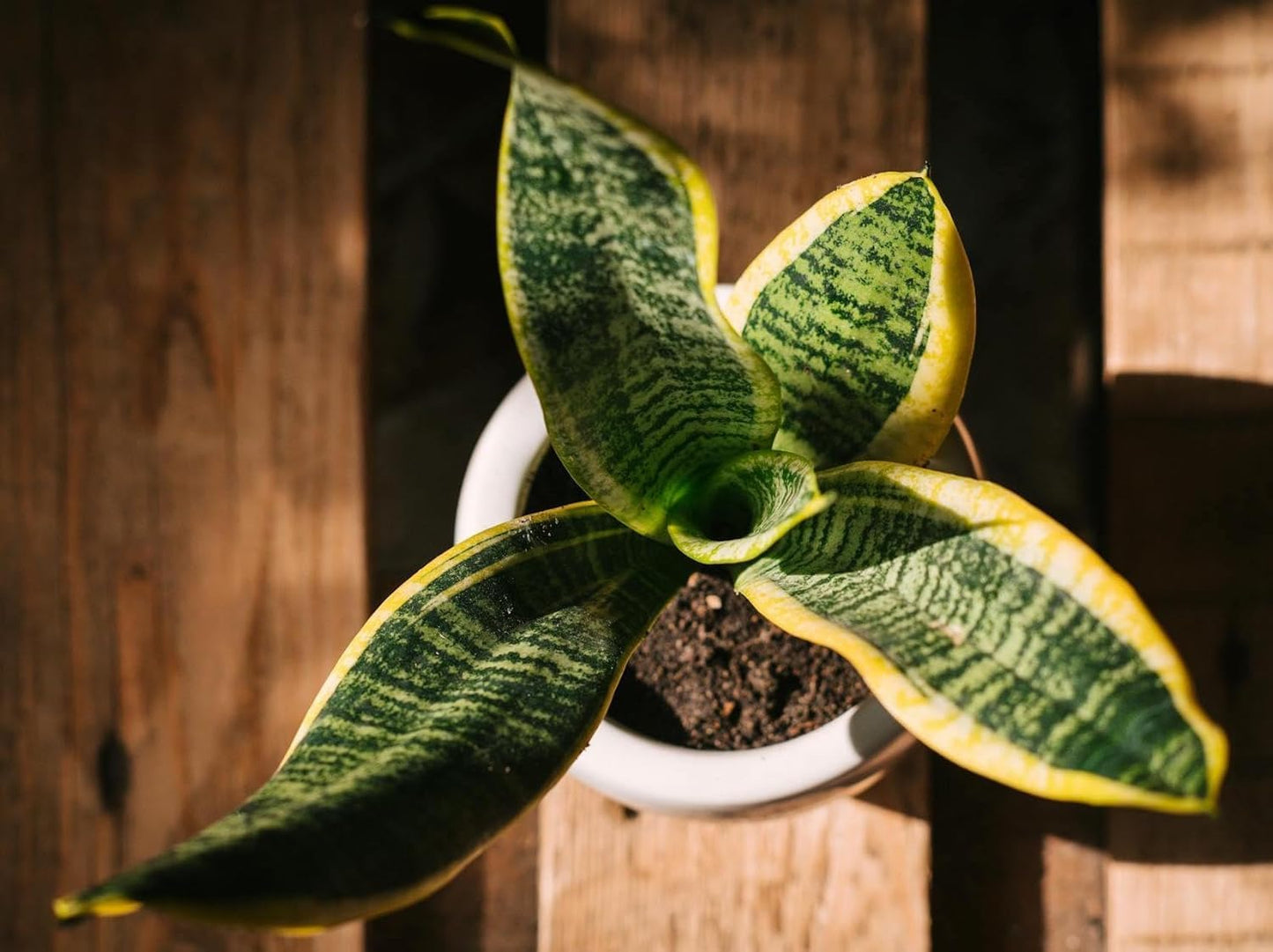 Live Snake Plant – Sansevieria Superba Trifasciata – ragnaroc Tropical Plant in 4” Pot +6” Plant Height - 2ct - Indoor House Plant in Pot, Potted Succulent Plant
