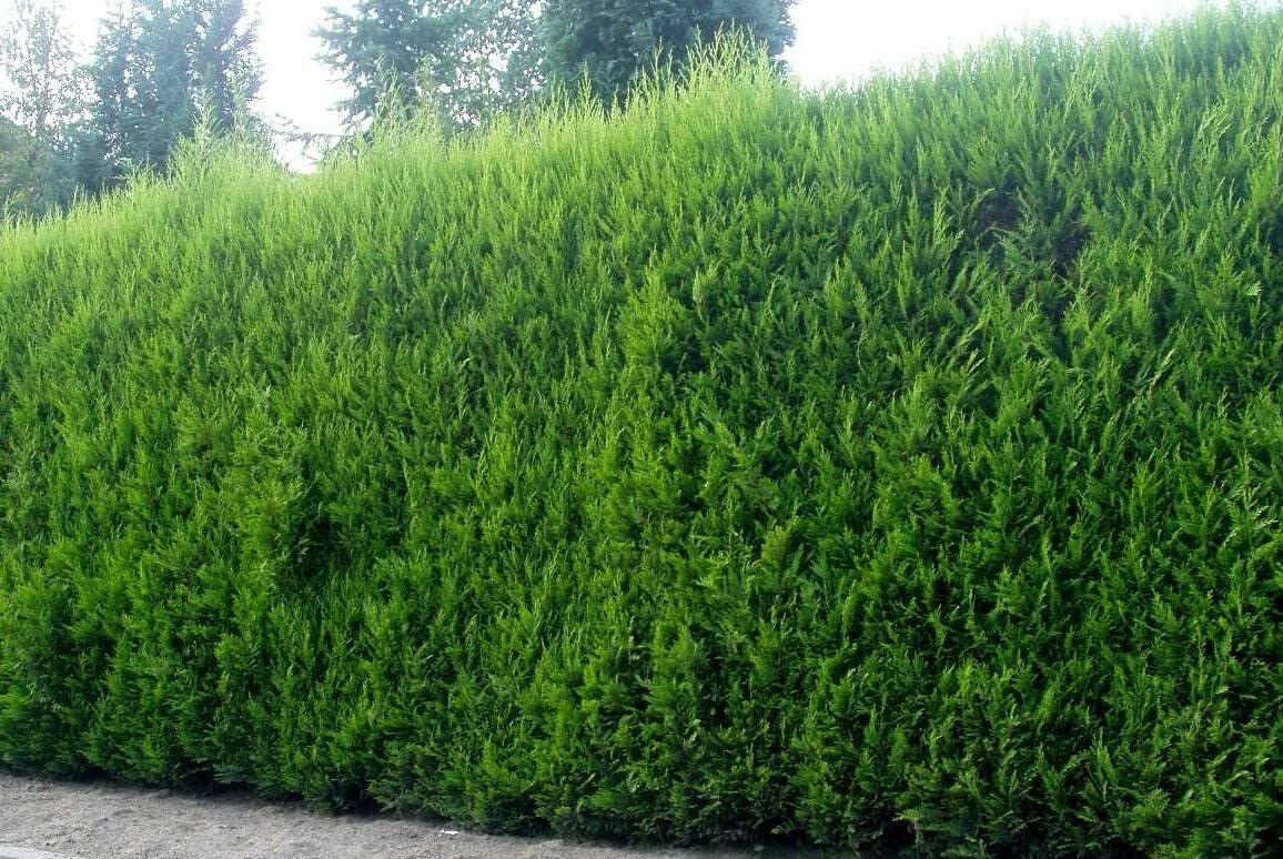 Live Plant - 20 Leyland Cypress Trees - 6-12" Tall Live Plants - Evergreen - Ships Bareroot