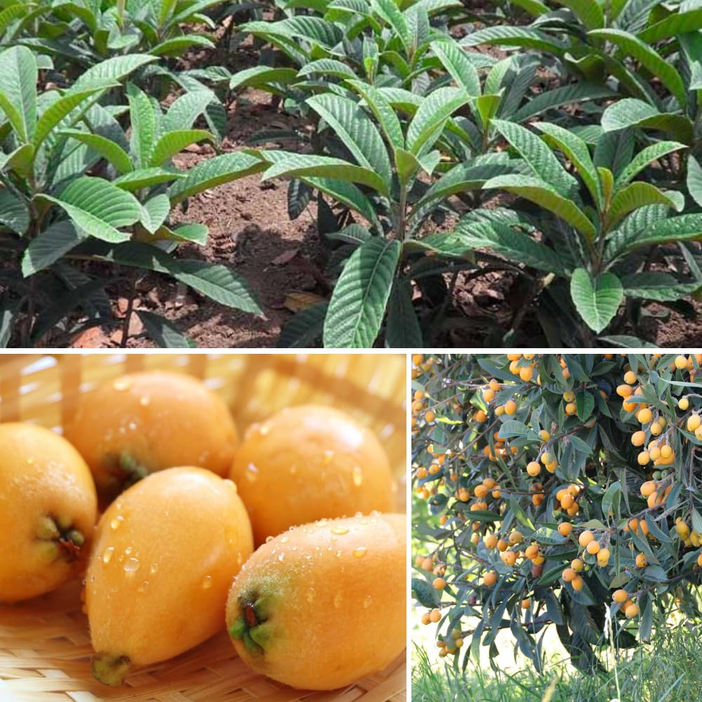 Loquat Tree Live Plant, Sweet Loquat Plant, 2 Feet Tall, 3 Gallon Pot, Ideal for Garden and Patio, No Ship to CA