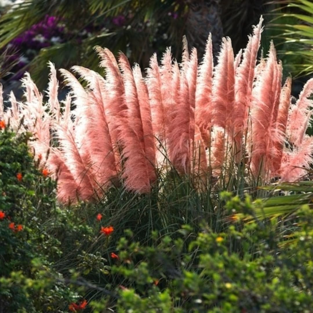 Ornamental Grass Seedlings Live Plant, Fully Rooted Pruned Back to 5 to 9 Inc in Tall Grasses Live Plants Perennial (Pink Pampas)