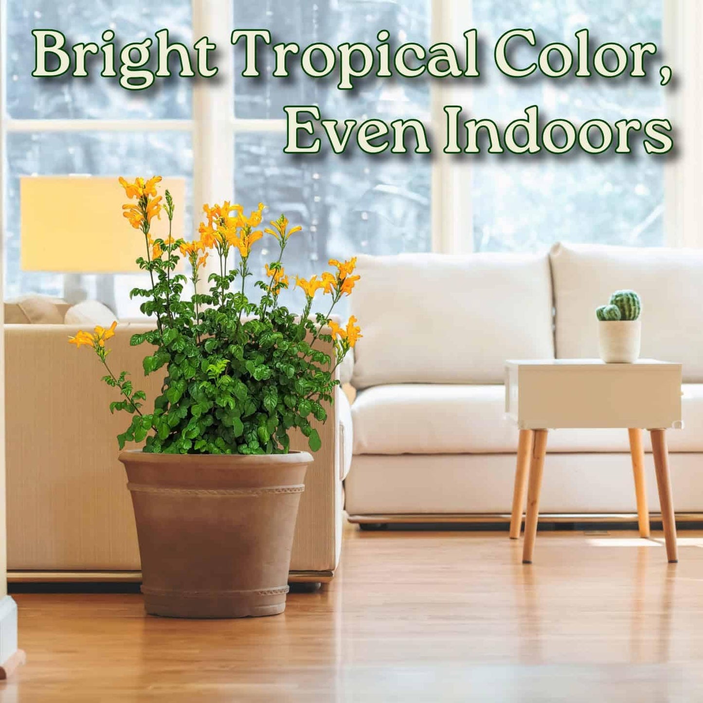 Cape Honeysuckle Bush - Orange - Overall Height 24" to 30" - Tropical Plants of Florida (Plant Only)