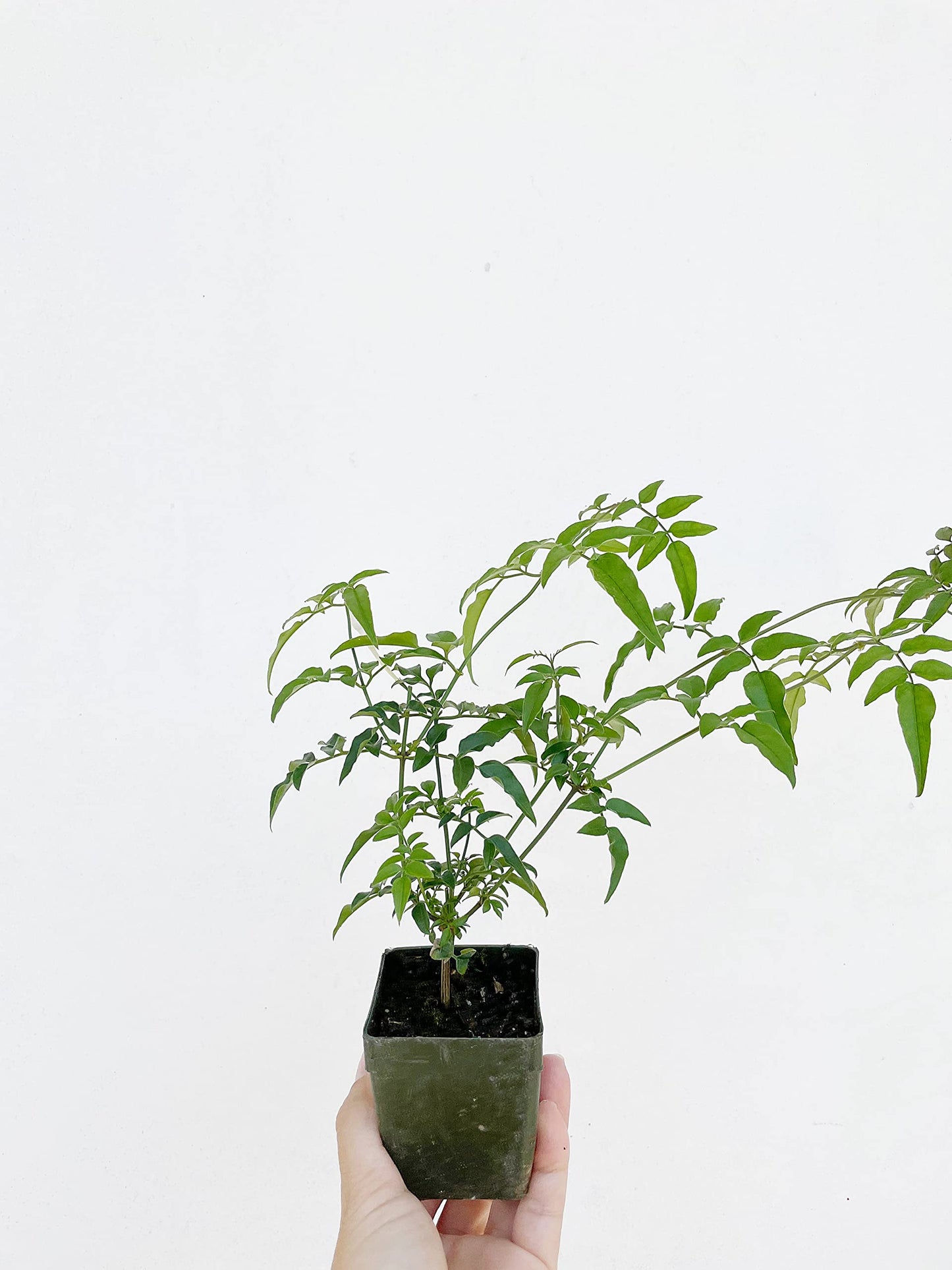 Mini Pink Jasmine Vine Starter Plant | Jasminum Polyanthum | 2 inch Pot