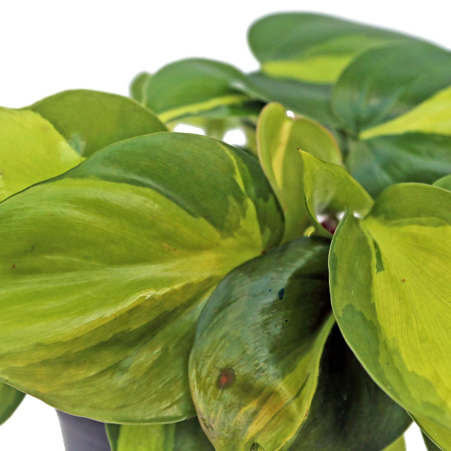 Live Brazilian Philodendron, Variegated Philodendron, Trailing Indoor Potted Plant, Fully Rooted Air Purifier, Couples Gift, Plant Mom Dad Gift, Easy to Grow Houseplant in 4" Pot