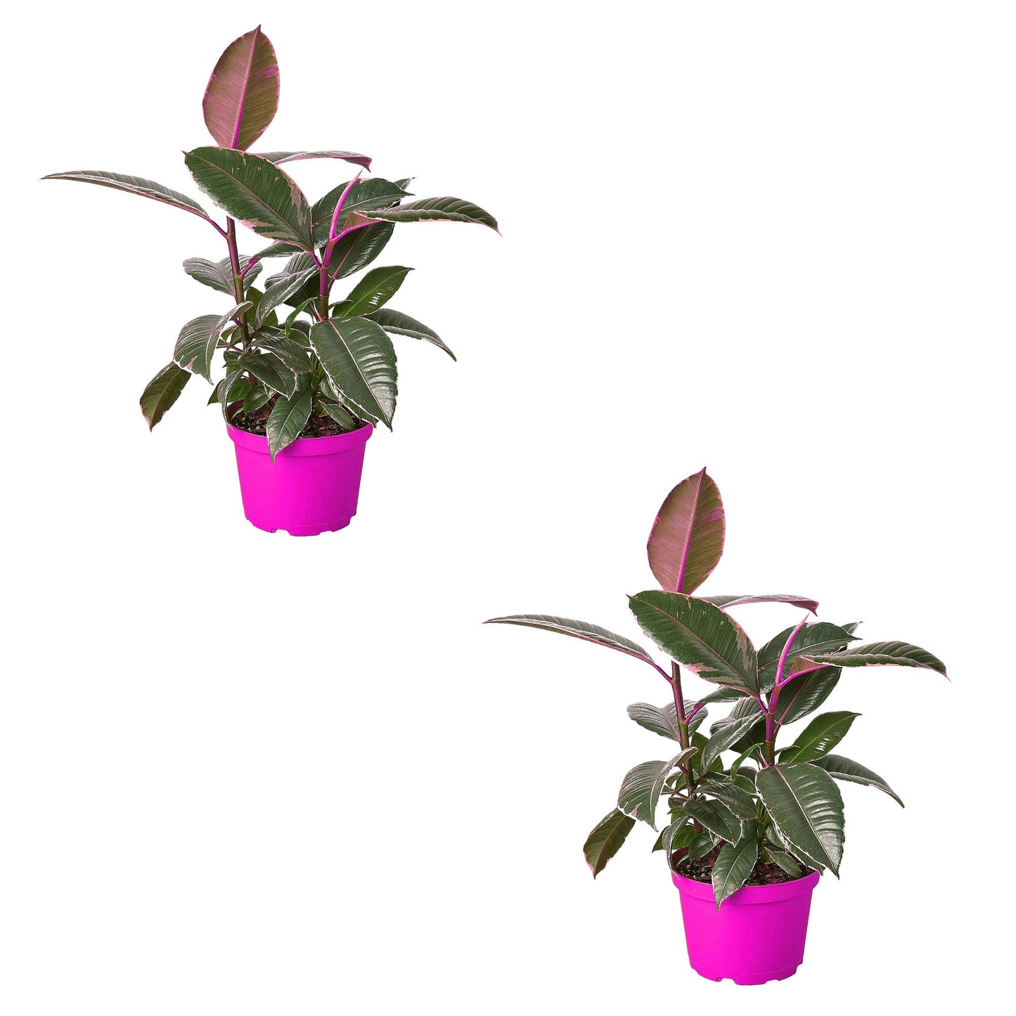 2 Pack Ficus Elastica 'Tineke' in 6in Pot - Live Plants Tropical Houseplants | Variegated | USA Growers | The Snobby Leaf