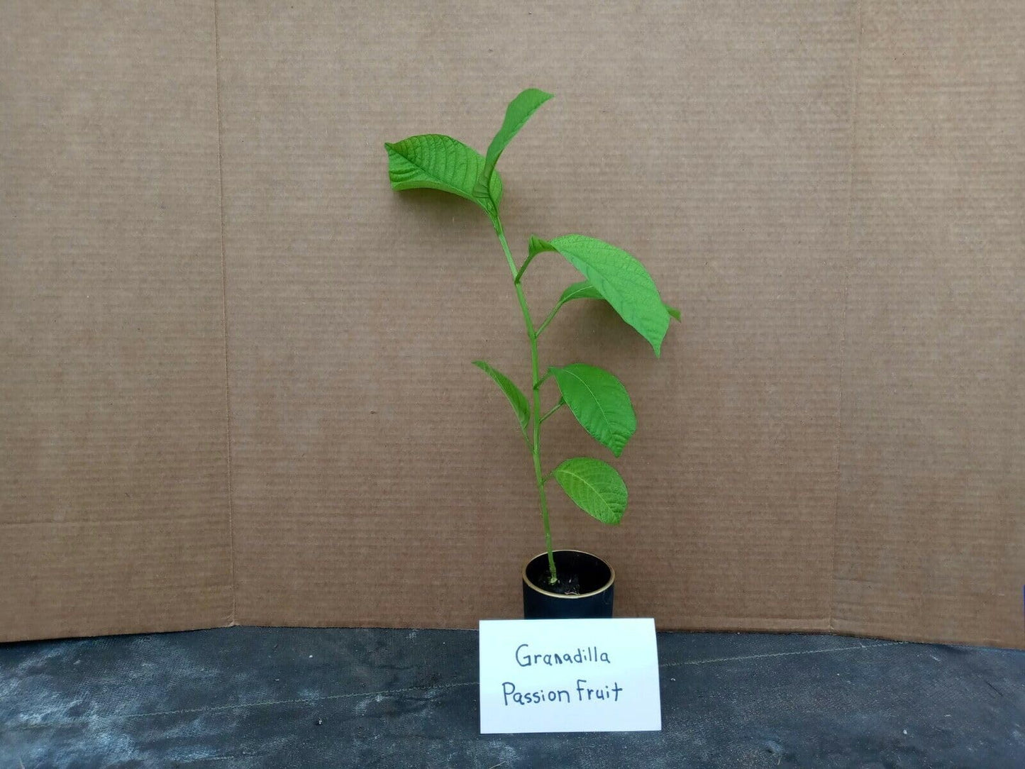 Zaylee Garden 1 Live Giant Granadilla Passion Fruit Vine | 5-8 inch Yellow Passiflora Starter Plant