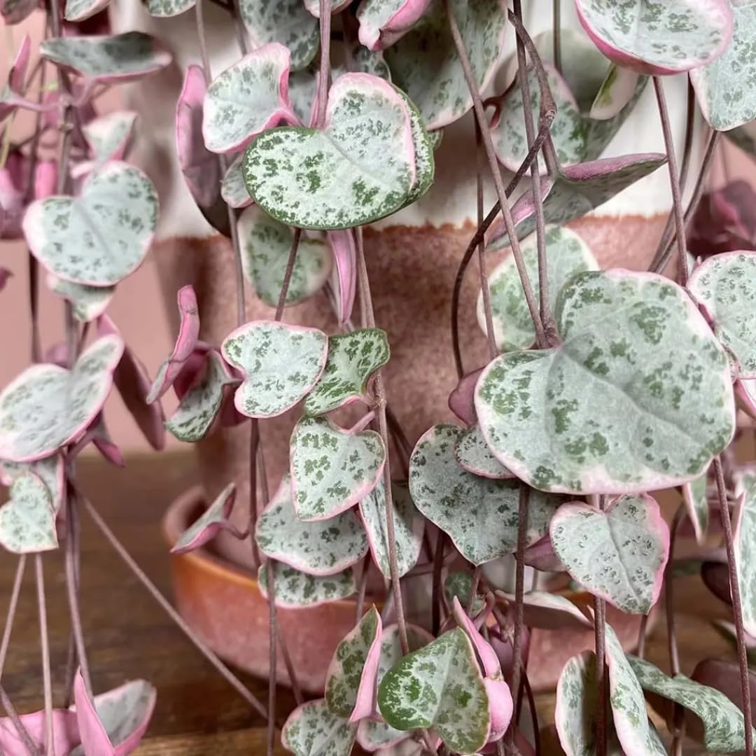 Variegated String of Hearts Live Plant in 4" Pot, Easy Indoor Hanging Succulent, Trailing Houseplant Indoor Outdoor, Easy to Root