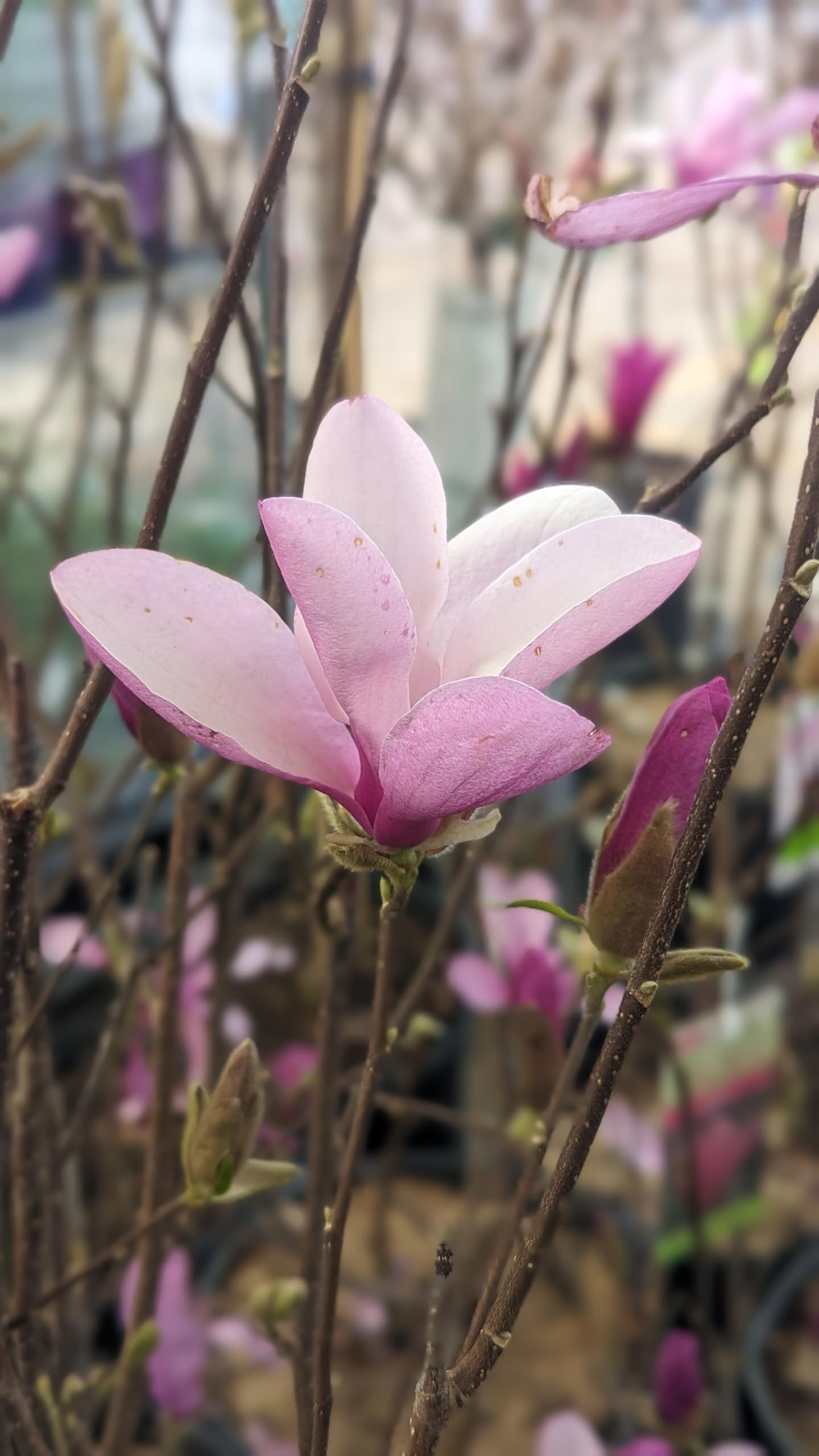 Live Plant from Green Promise Farms - Magnolia - liliflora Jane, #3 Gallon Size Container, Purple fragant Flowers - Does NOT Ship to AZ, CA, HI, ID, MT, NV, OR, PR, UT & WA!!
