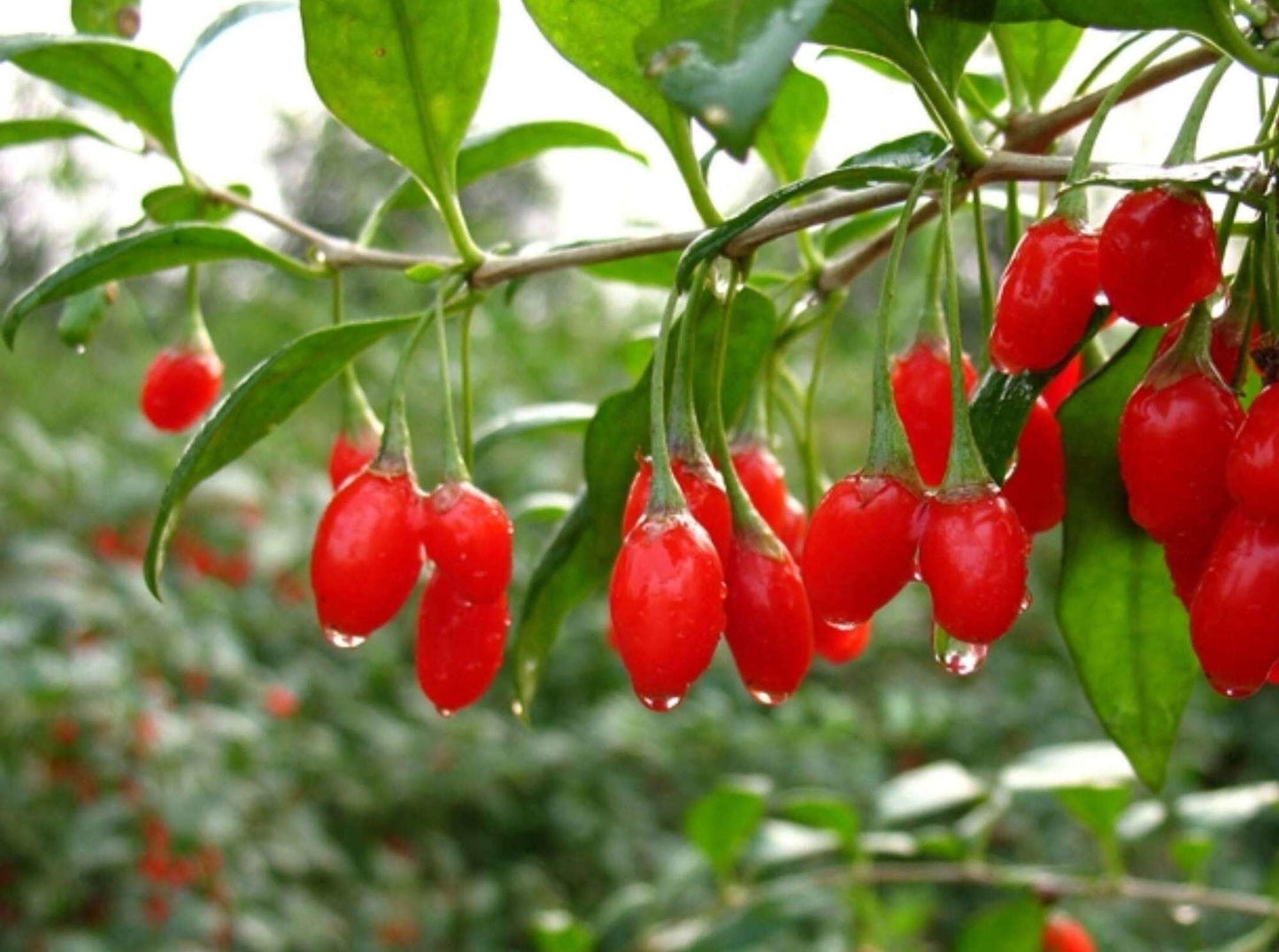 Live Goji Berry Plant, Goji Berry Rooted Ready to Plant, 4 to 10 Inc Tall Goji Bush Live