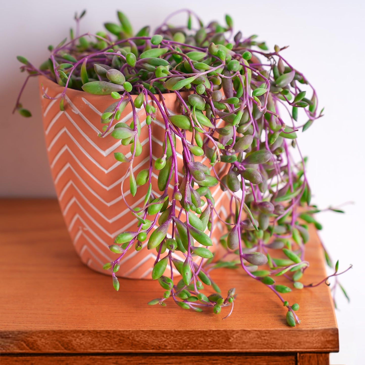 Sprout N Green Ruby Necklace, Othonna capensis L.H.Bailey Live Succulent Rooted in 4" Pot, Purple Hanging Trailing Plant for Home Office Wedding Decoration DIY Project Party Favor, Pet Friendly
