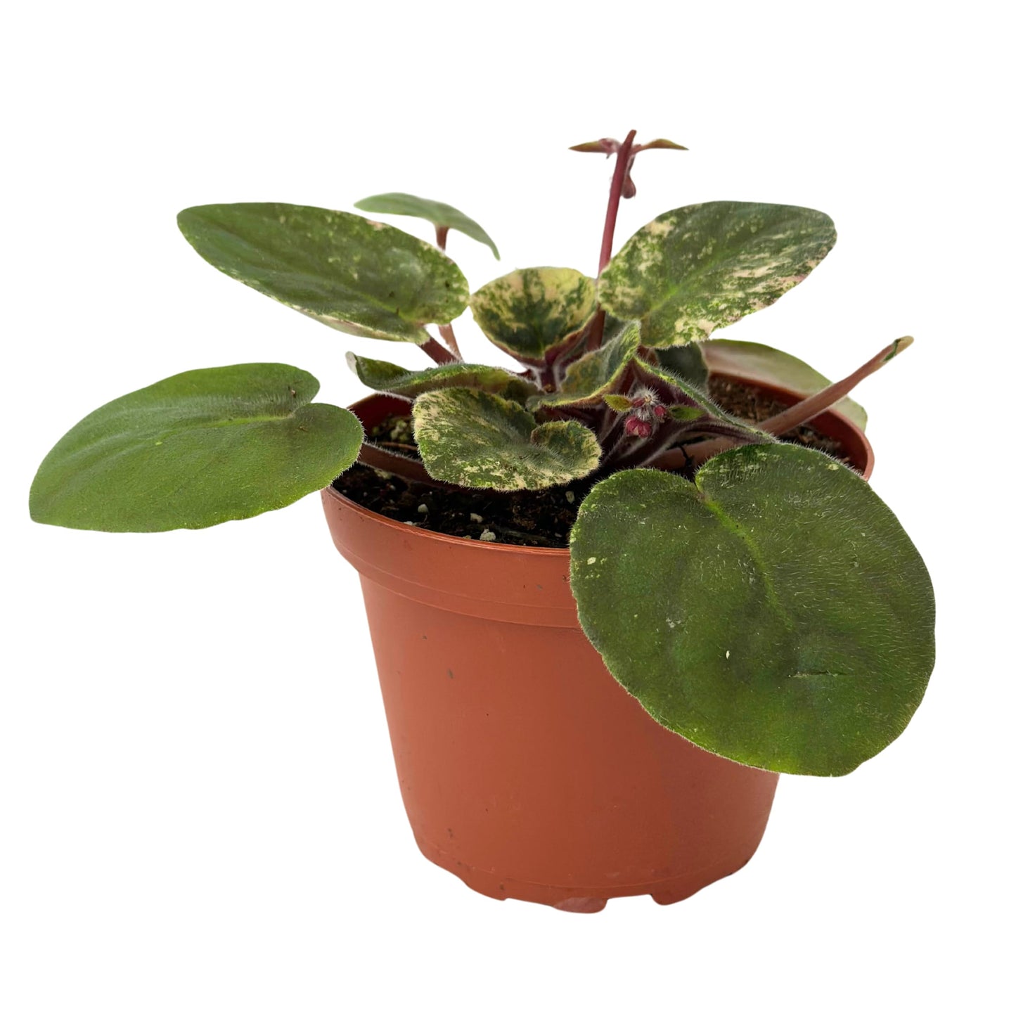 Live Plant Assorted African Violets 4" - Easy to Care and Grow Air Purifying Indoor House Plants - Rare African Violets Plant - Flowers for Home Office Room Decor & Giftable(Heat Pack Included)