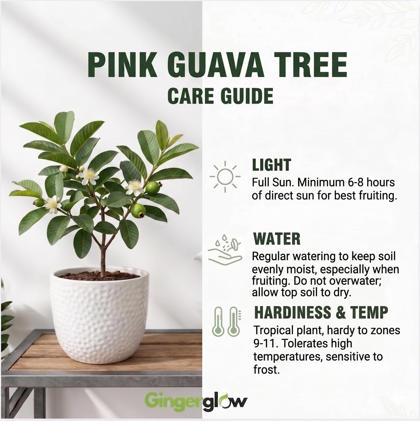 Pink Guava Tree Live Plant, 4-6 Inch Tall Guava Plant, Easy-to-Grow, Hardy, Sweet Tropical Fruit Tree for Garden & Outdoor Spaces, Ready to Grow