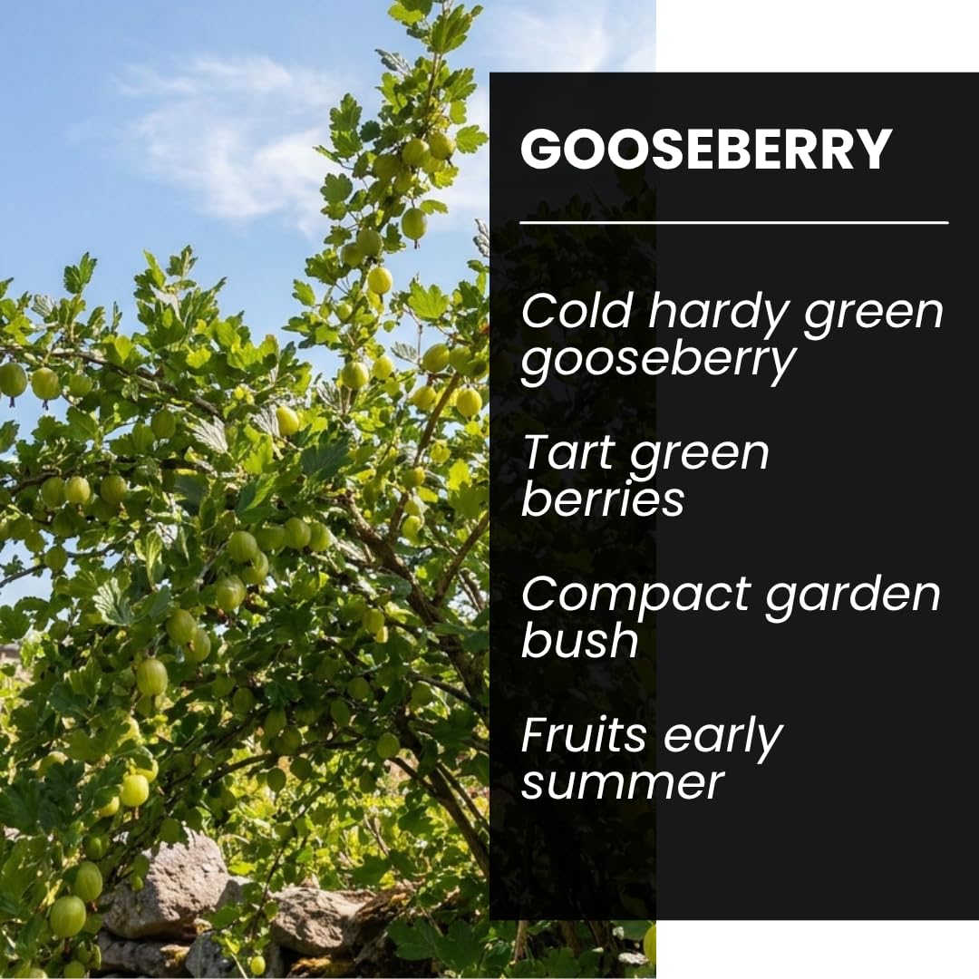 2 Sweet Gooseberry Bush Live Plants to Grow - Well Rooted, Edible Gooseberry Plant Live for Planting Home Garden (2 Plants)